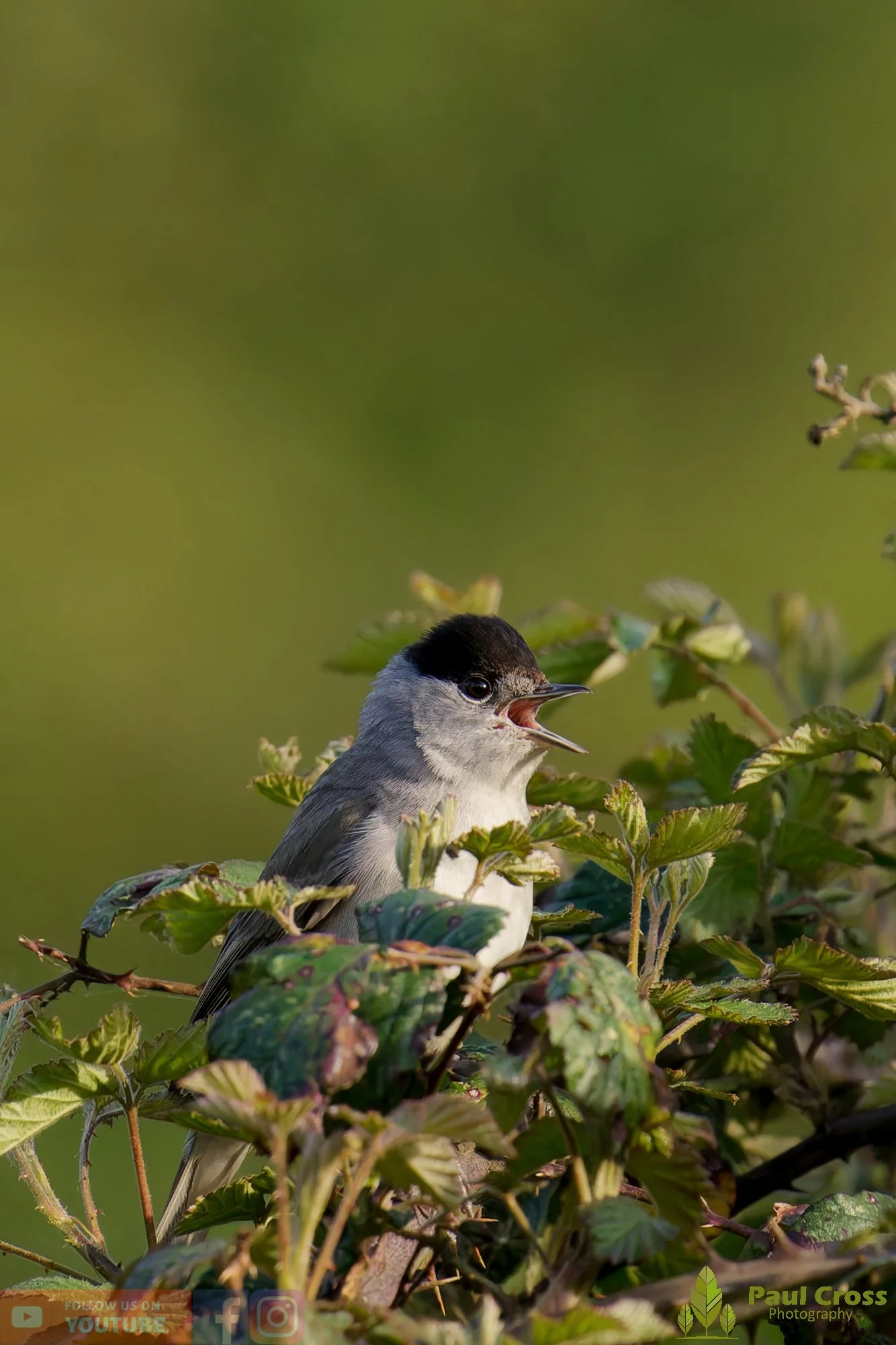 Blackcap-00095.jpg