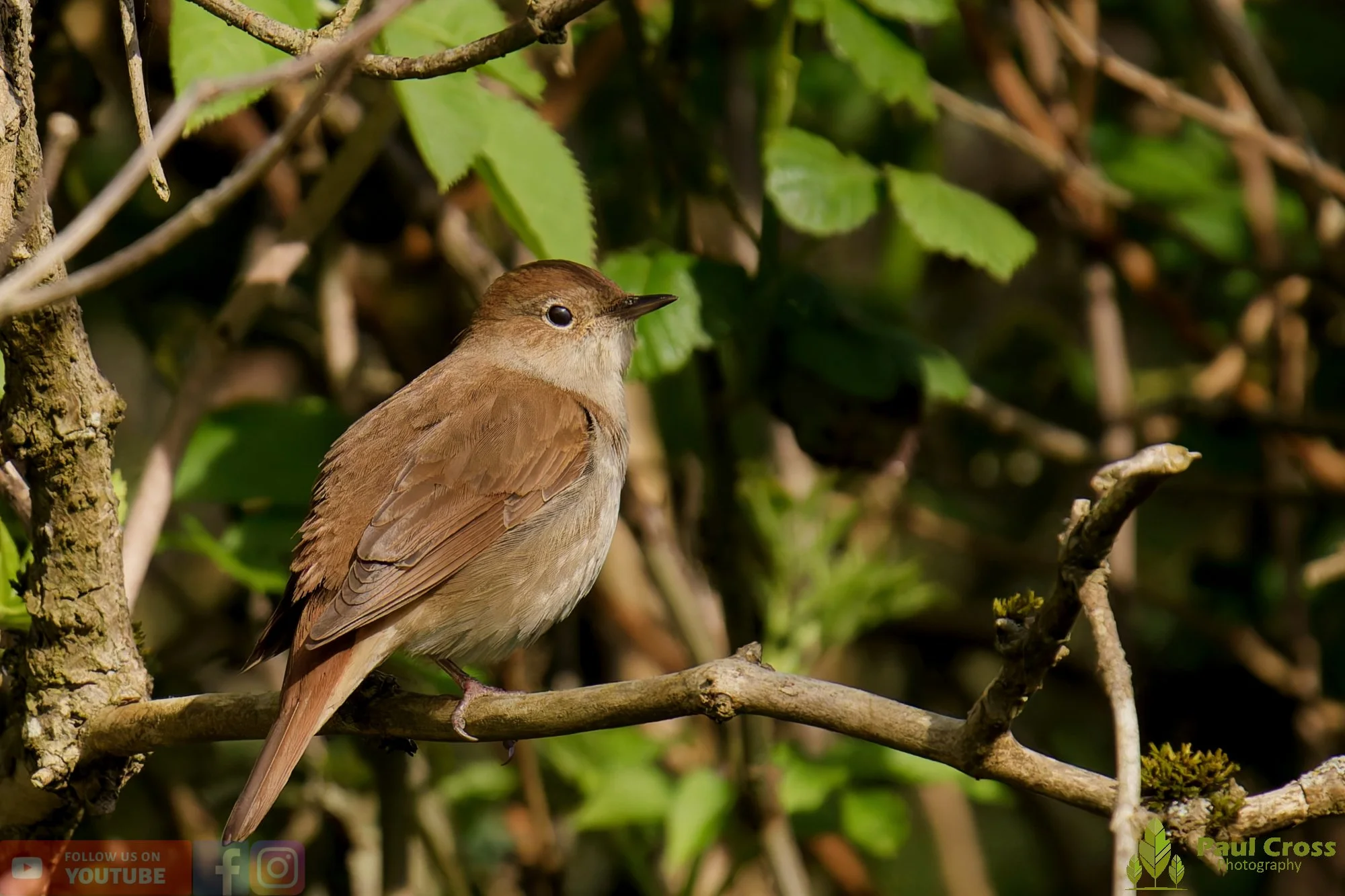 Common Nightingale-00002.jpg