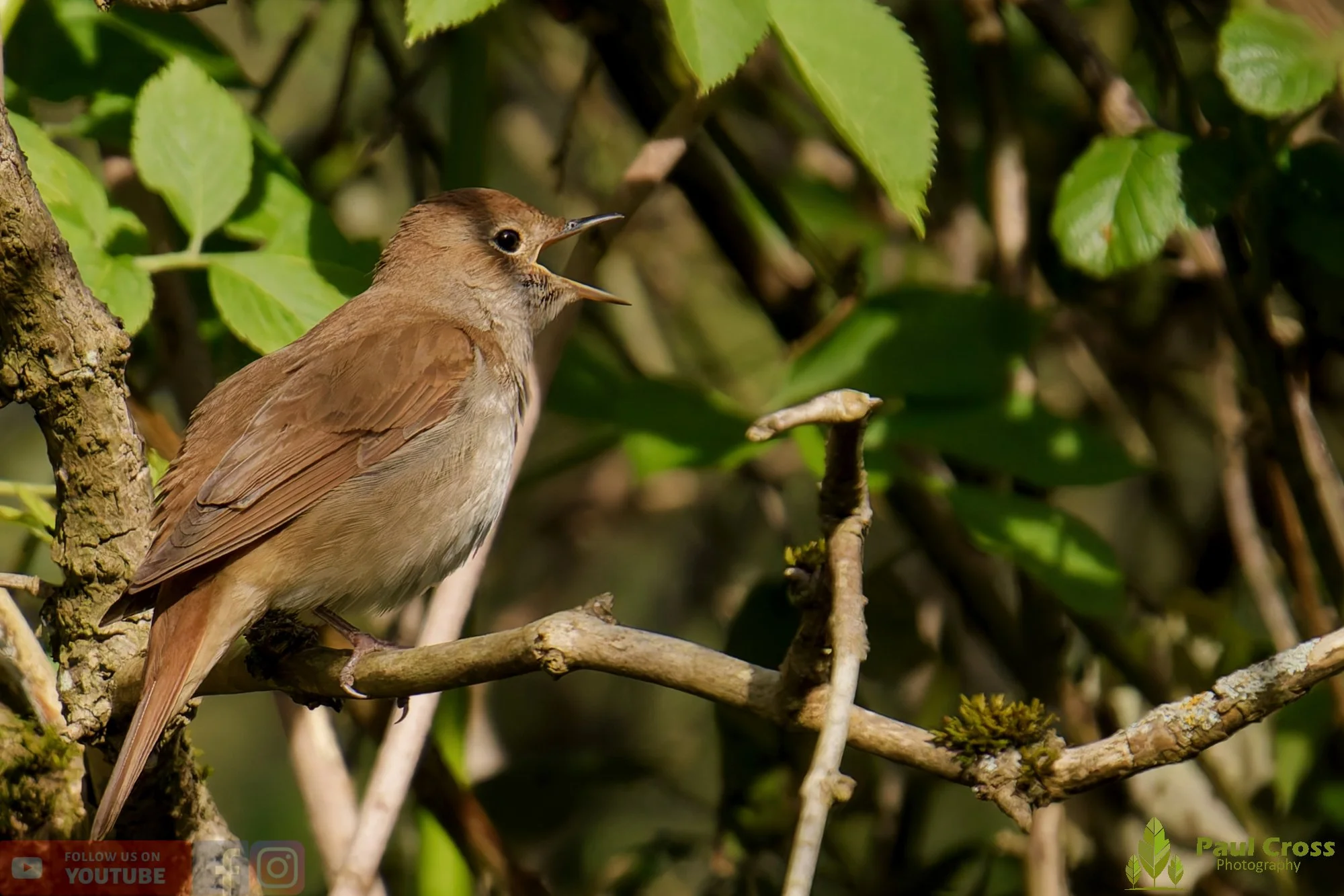 Common Nightingale-00003.jpg