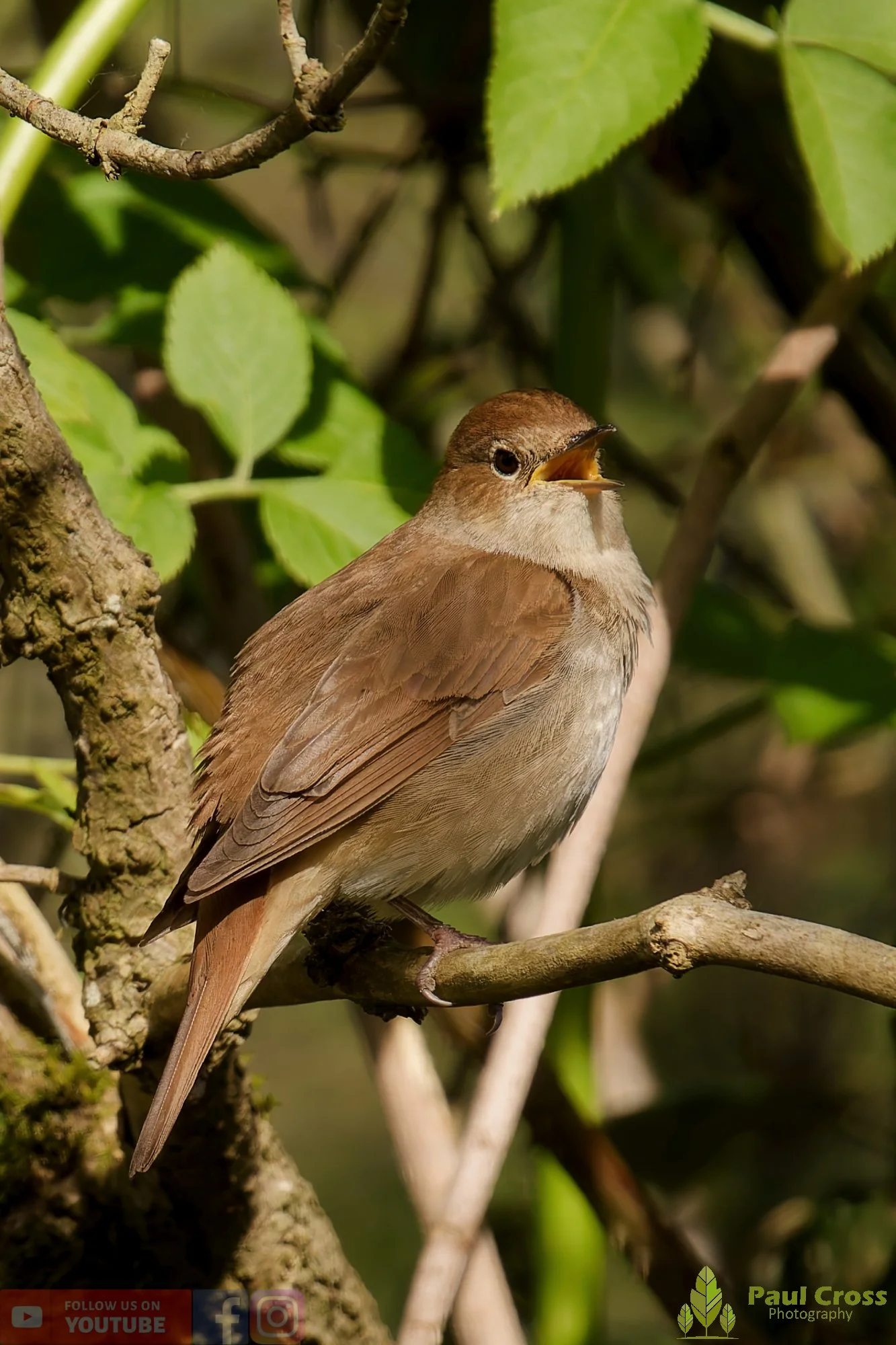 Common Nightingale-00004.jpg