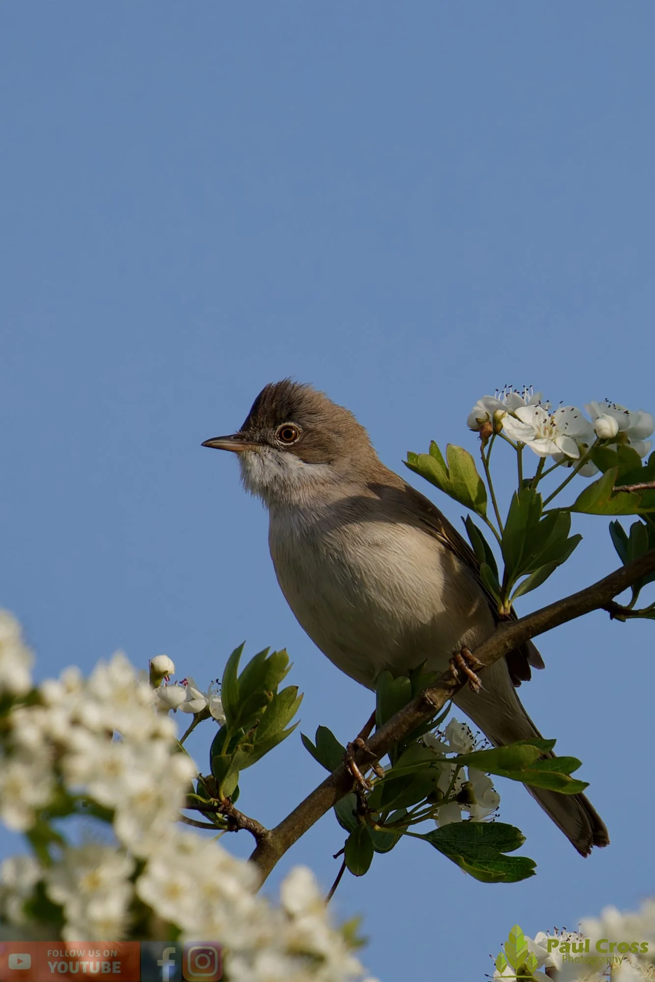 Common Whitethroat-00089.jpg