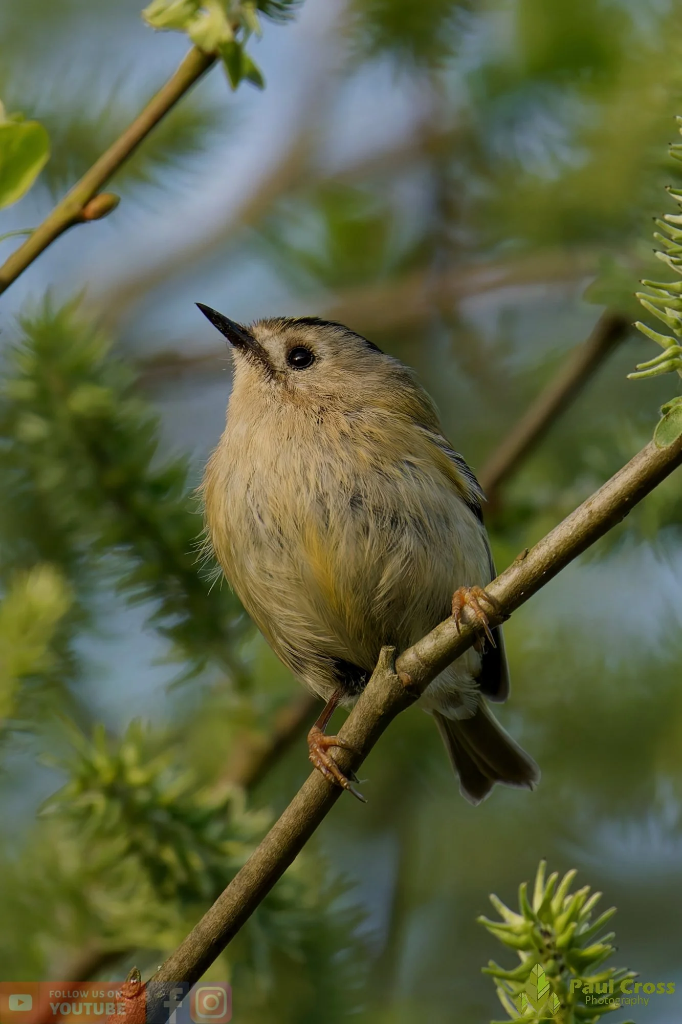 Goldcrest-00146.jpg