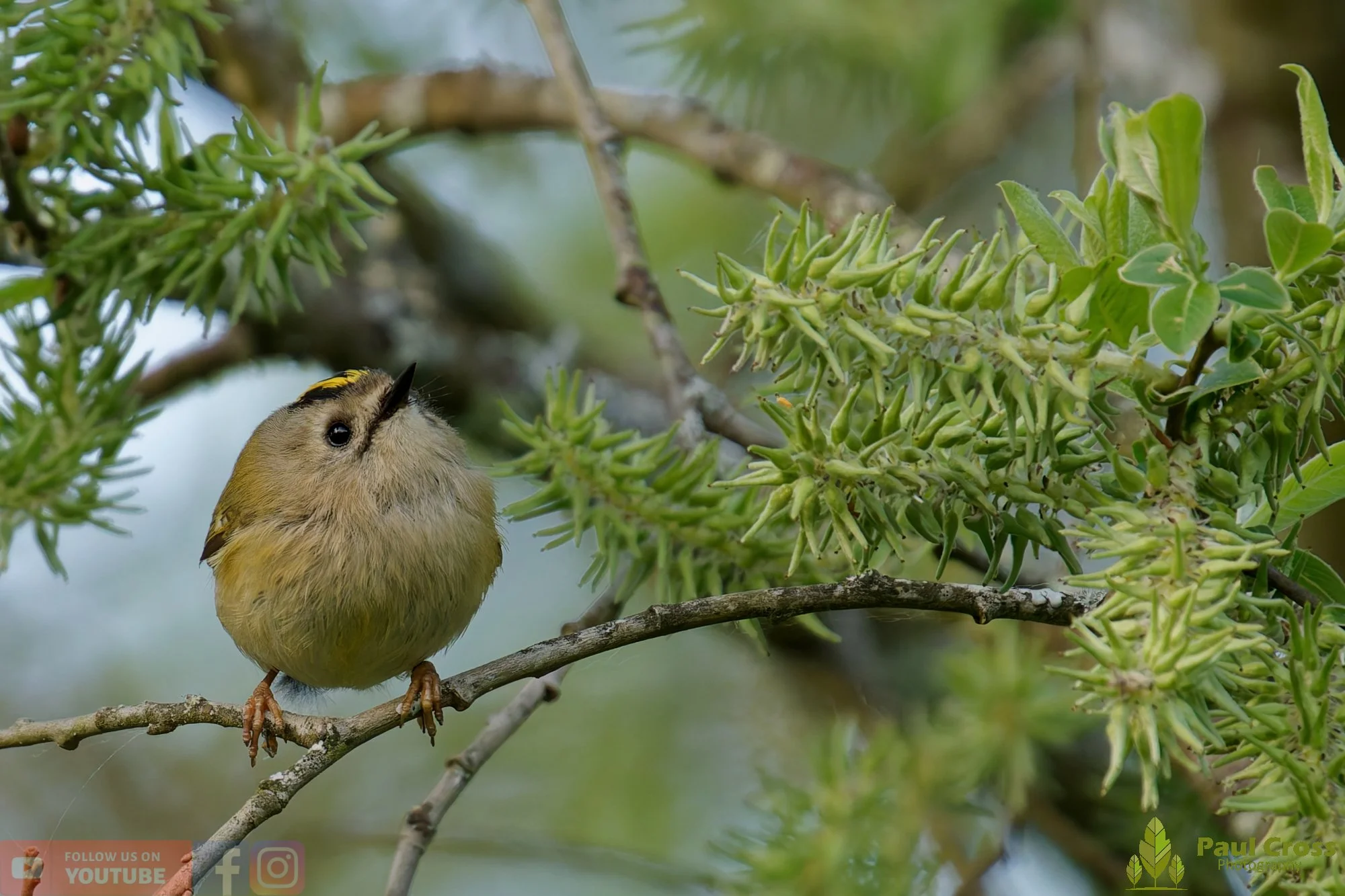 Goldcrest-00147.jpg