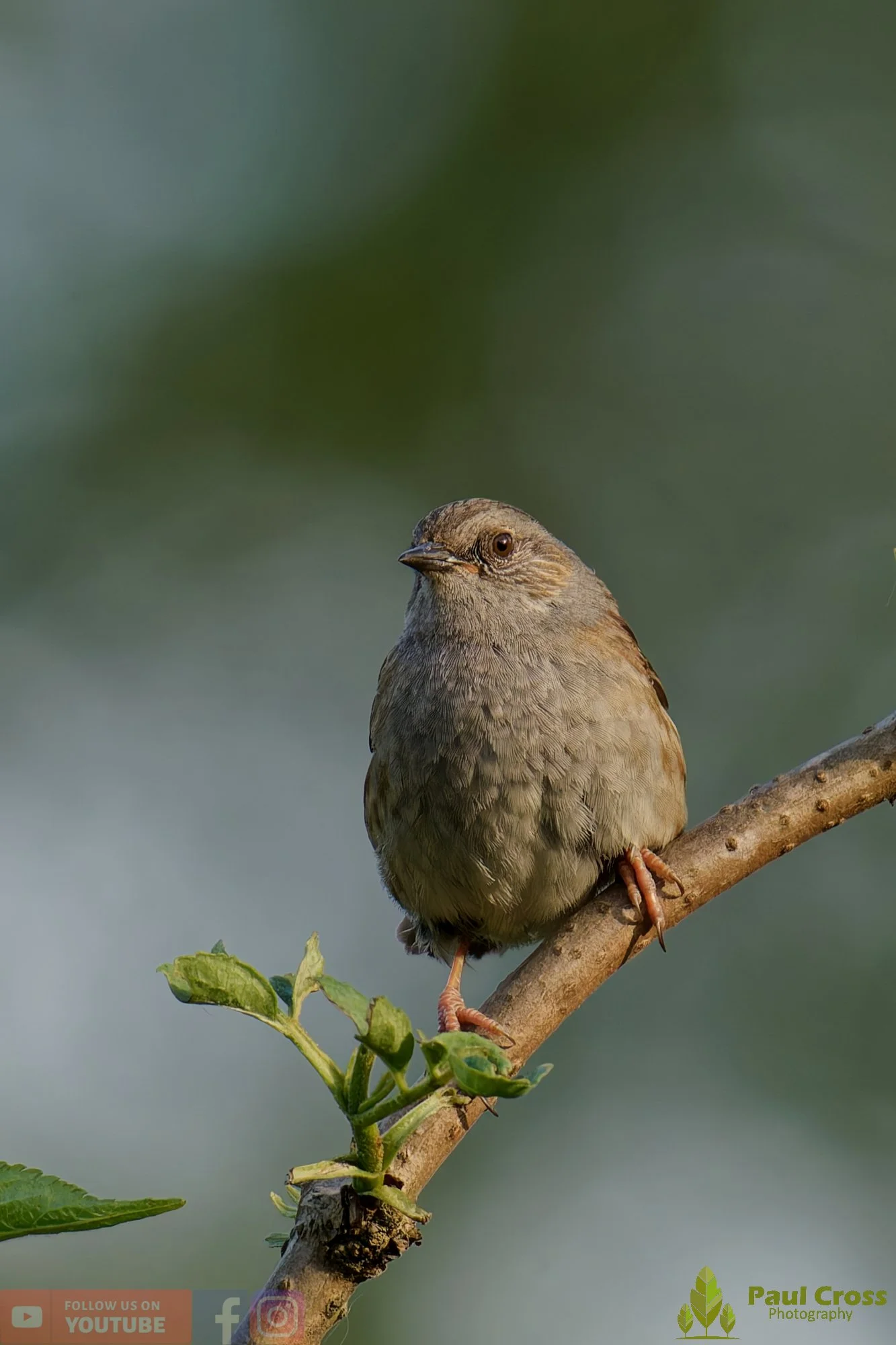 Hedge Accentor-00066.jpg