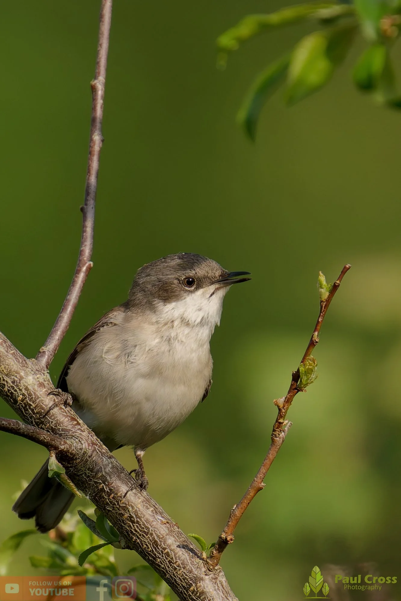 Lesser Whitethroat-00001.jpg