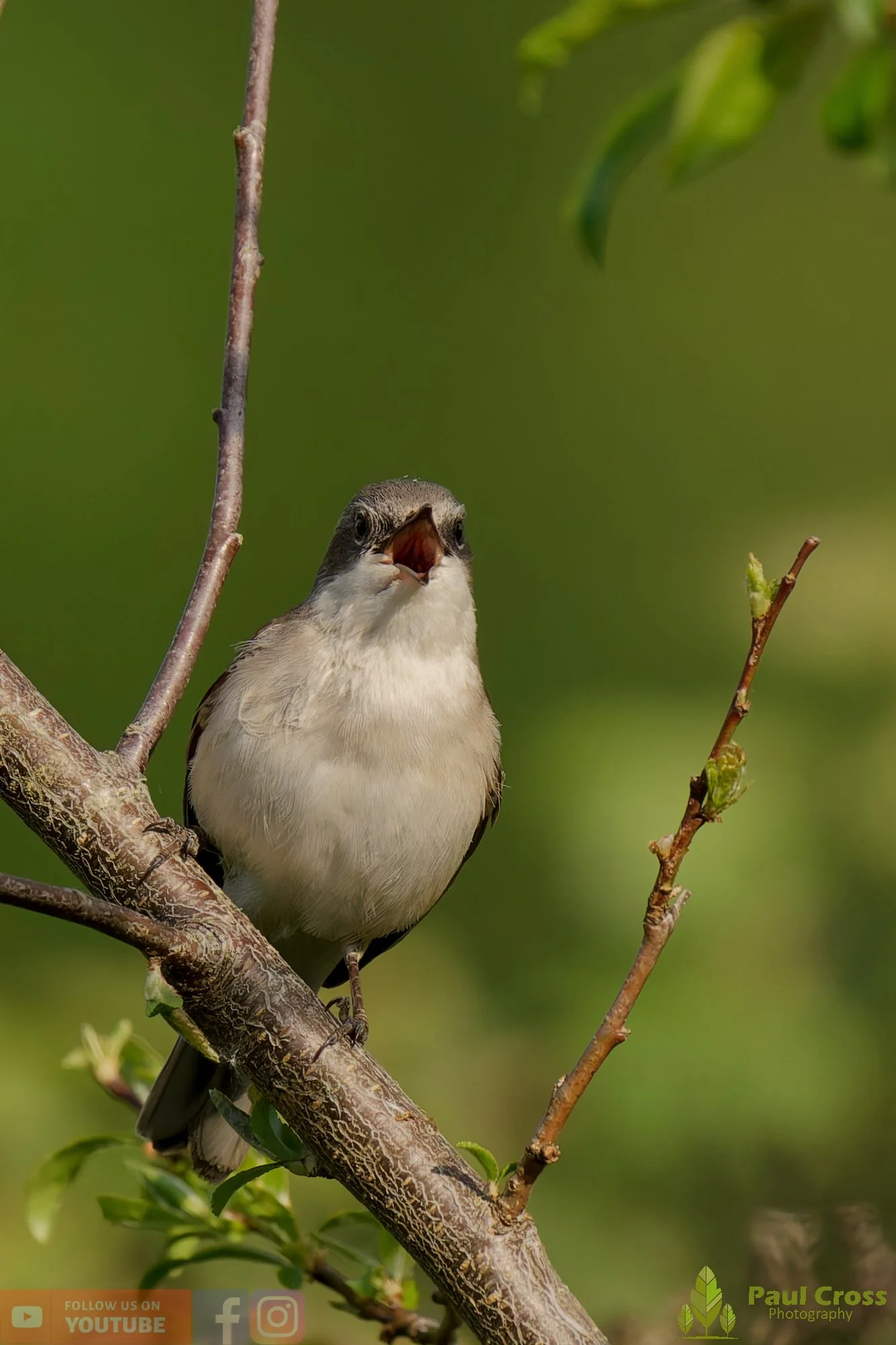 Lesser Whitethroat-00002.jpg