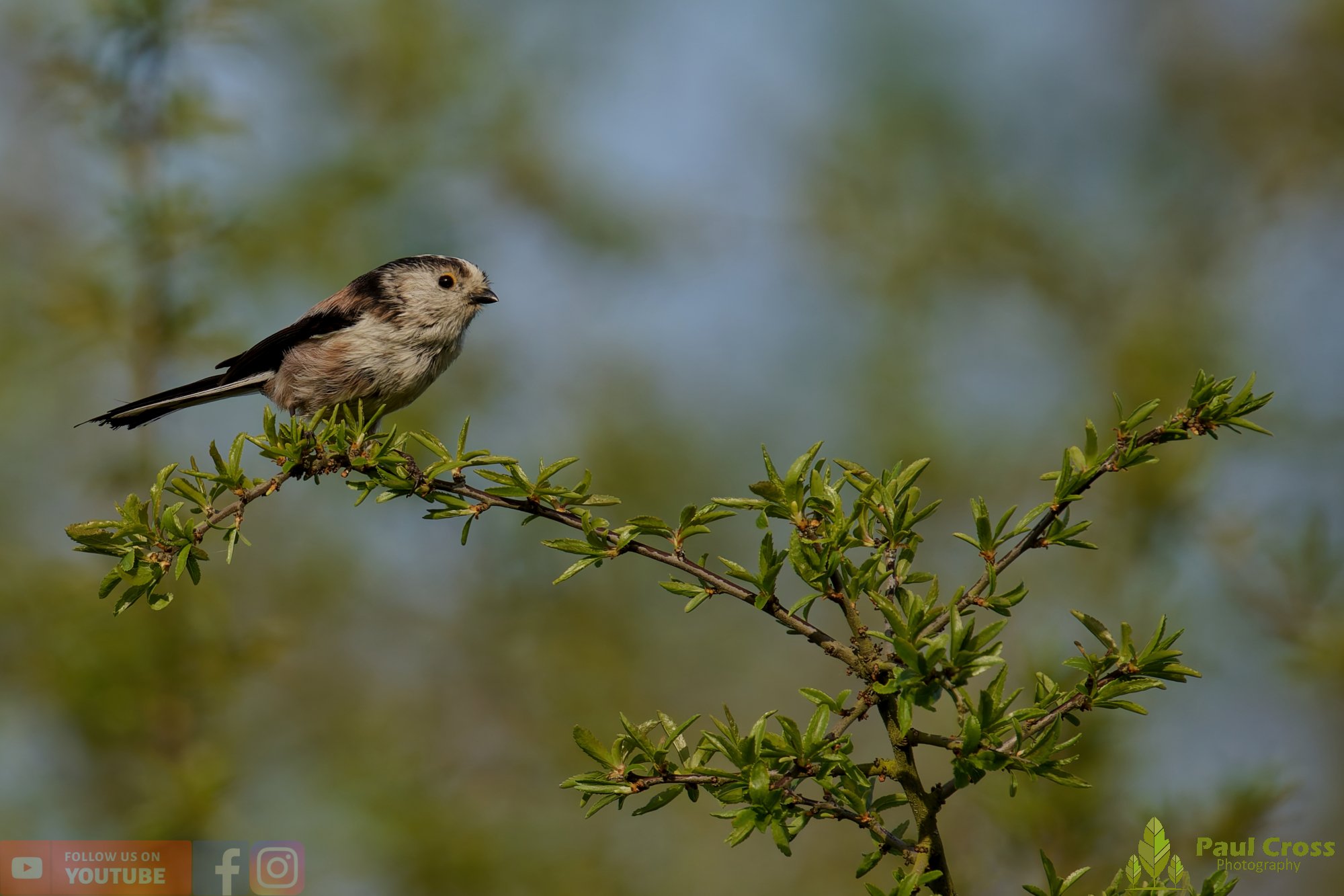 Long Tailed Tit-00381.jpg