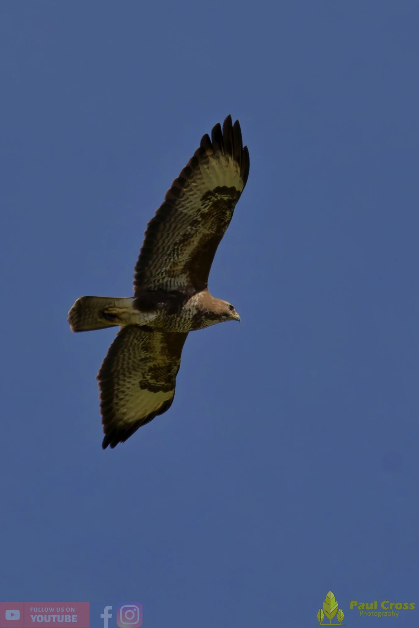 Buzzard-00122.jpg
