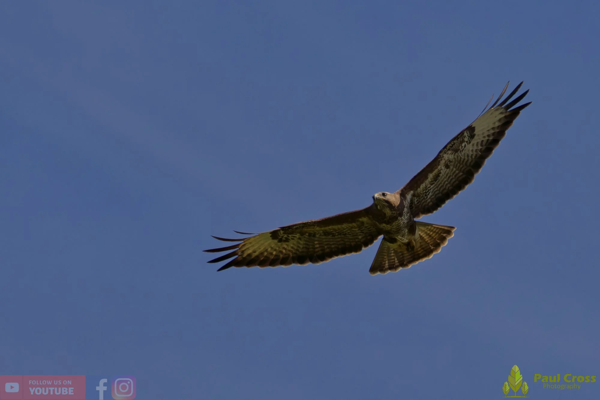 Buzzard-00123.jpg