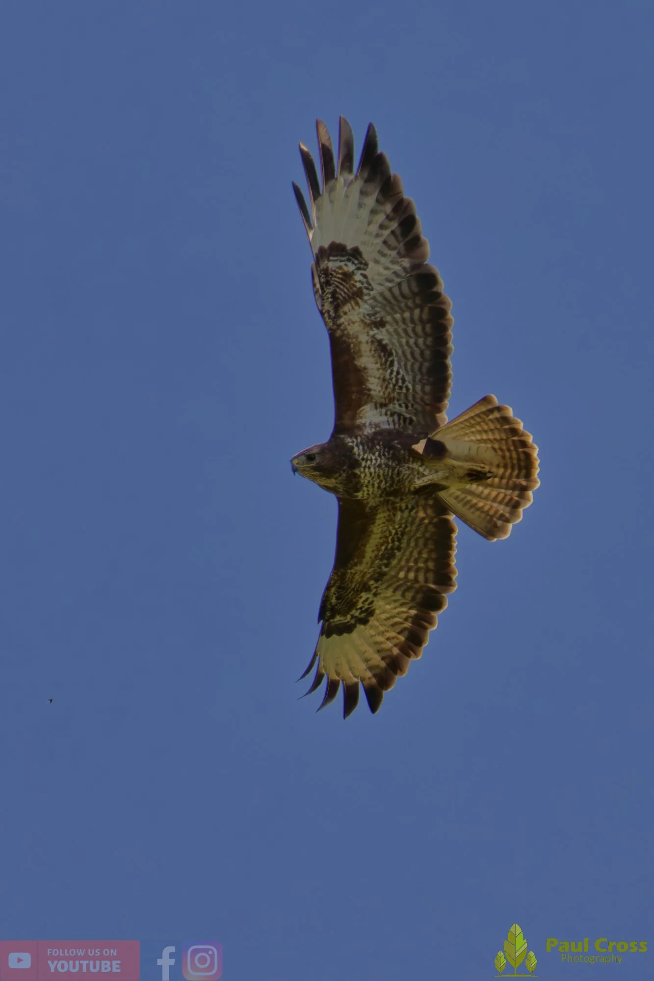 Buzzard-00124.jpg
