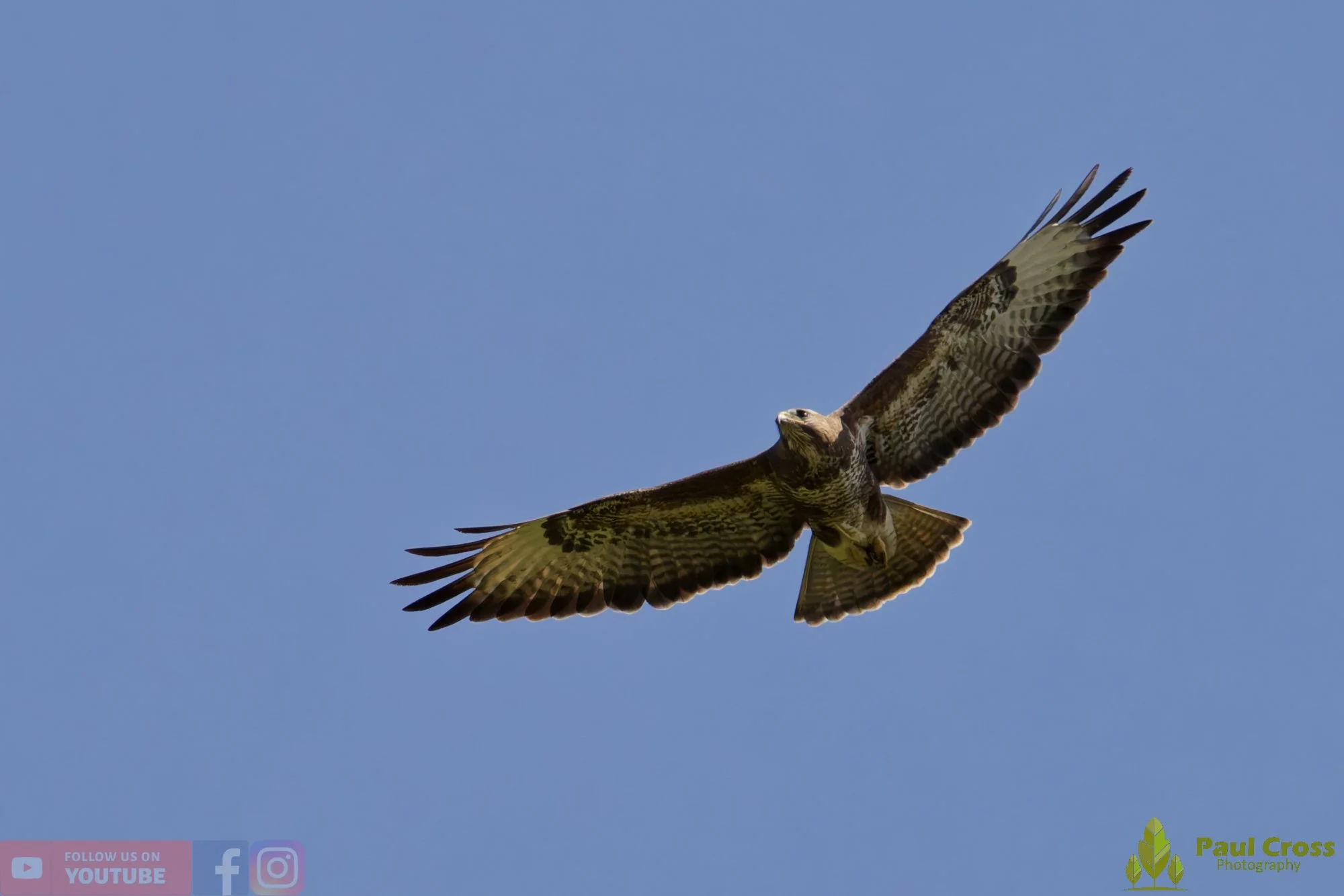 Buzzard-00125.jpg