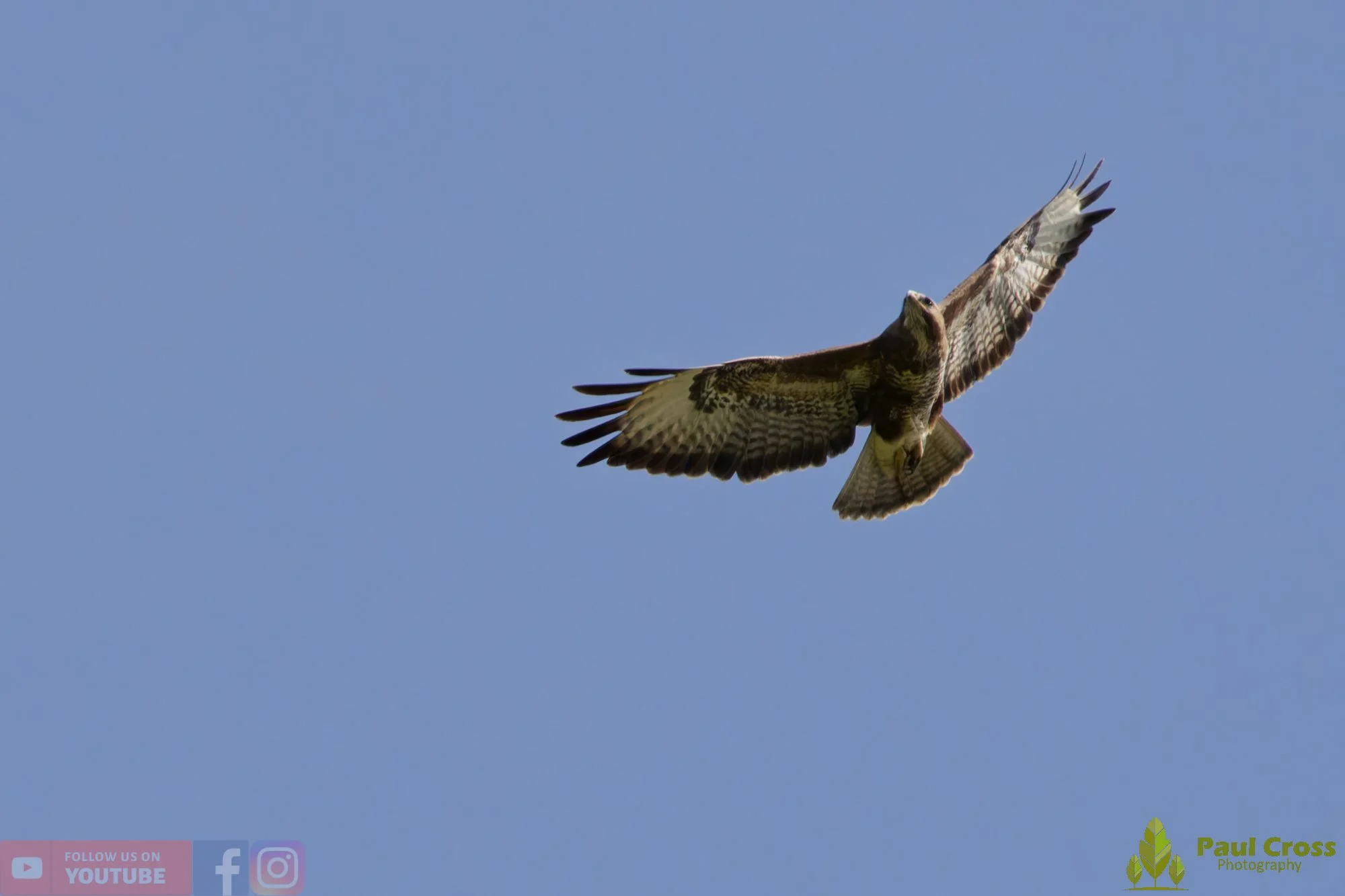 Buzzard-00126.jpg