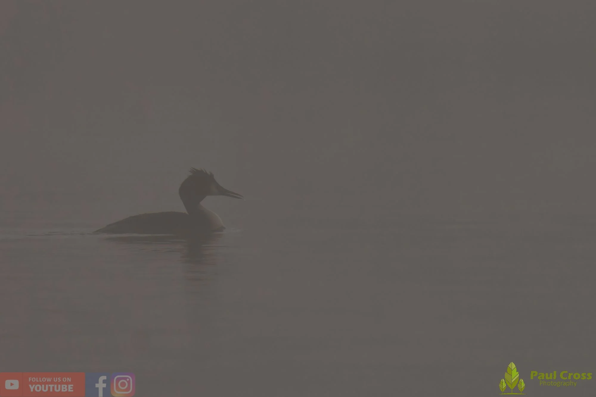 Great Crested Grebe-01129.jpg
