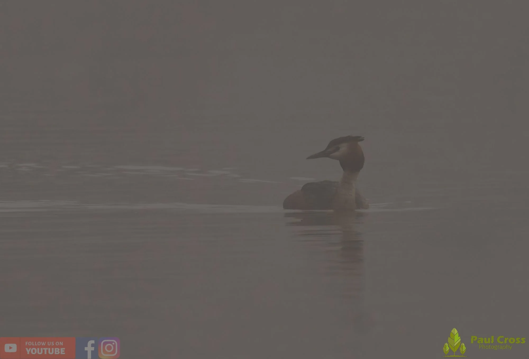 Great Crested Grebe-01130.jpg