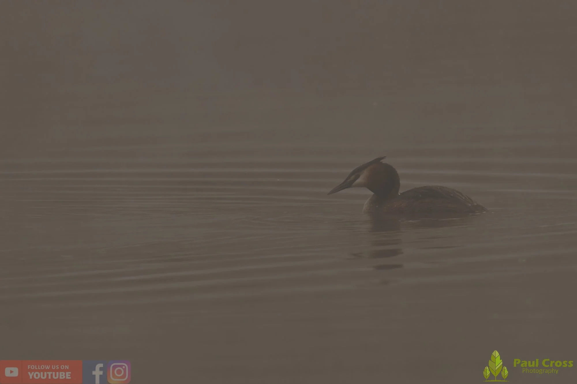 Great Crested Grebe-01131.jpg