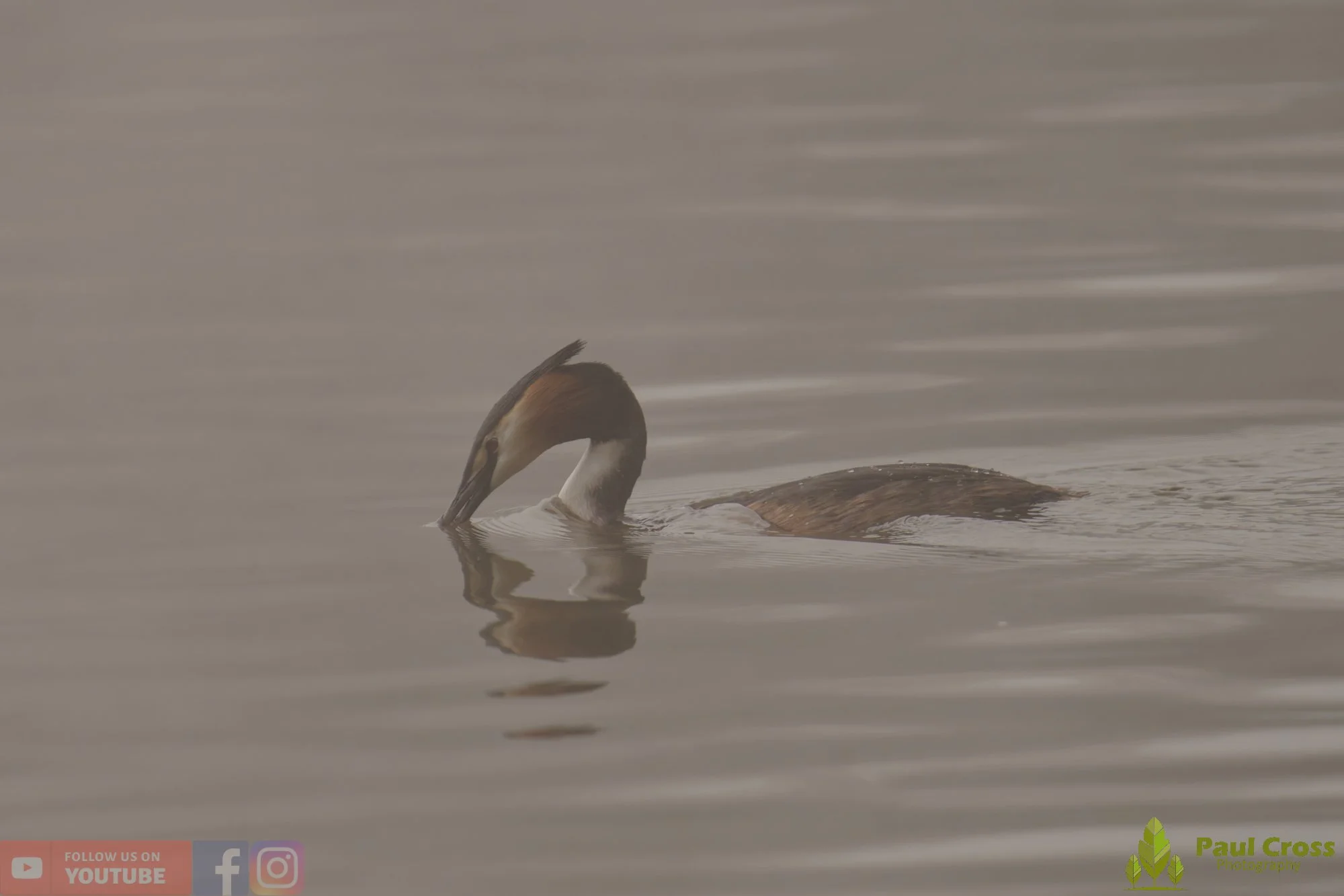 Great Crested Grebe-01132.jpg