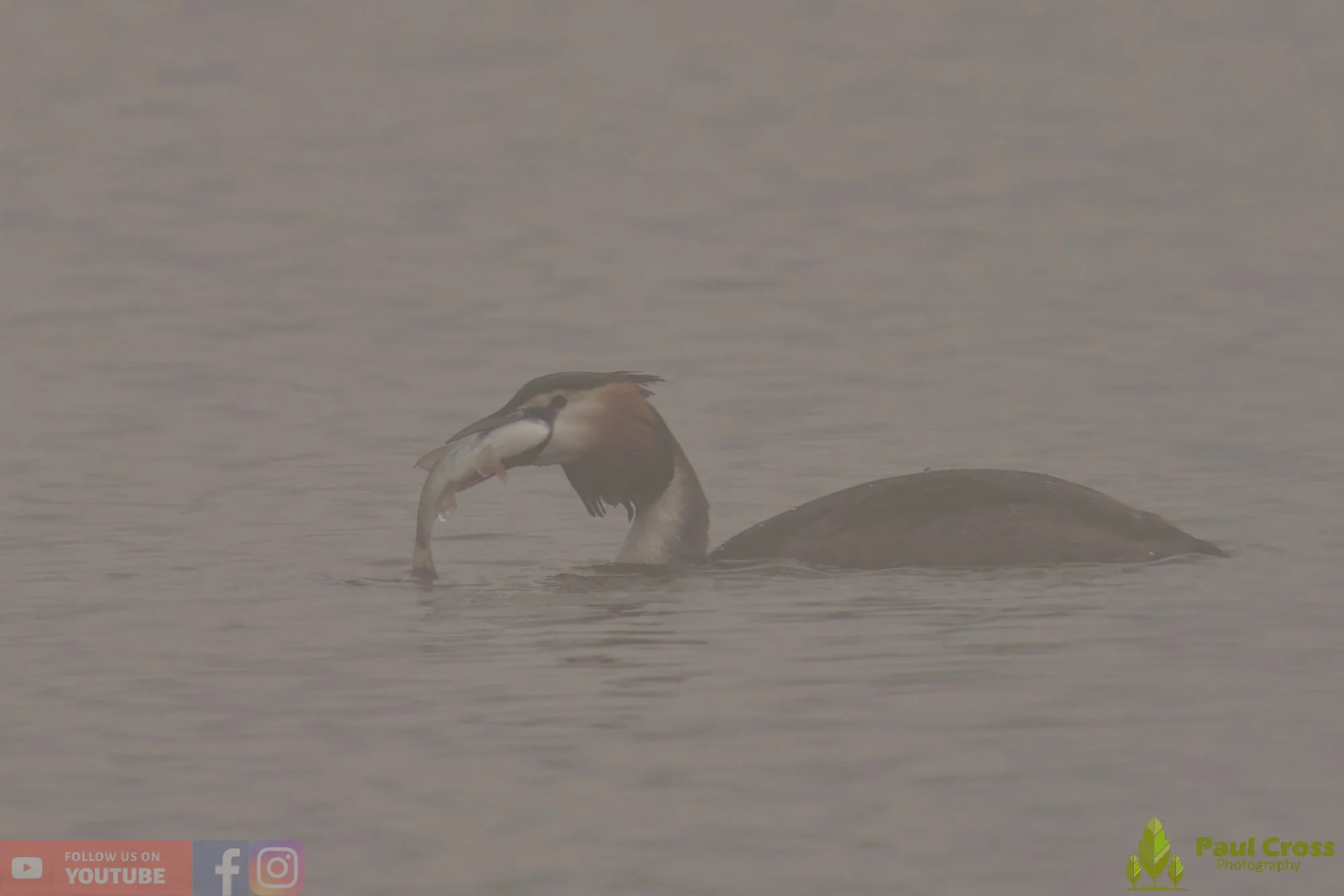 Great Crested Grebe-01133.jpg