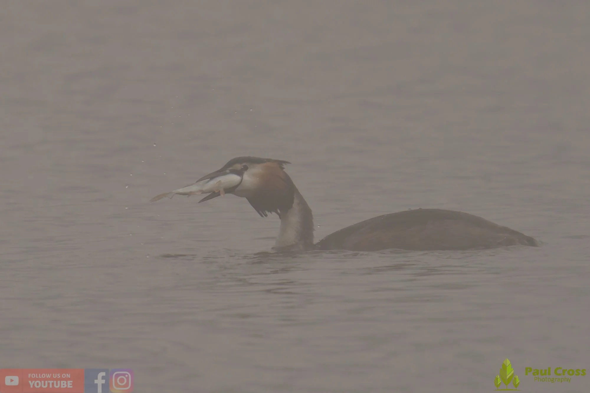 Great Crested Grebe-01134.jpg
