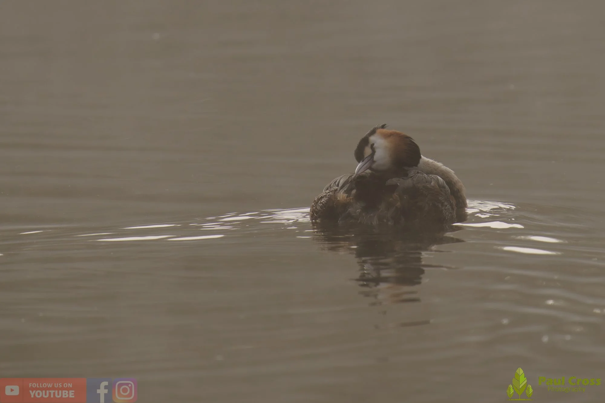Great Crested Grebe-01135.jpg