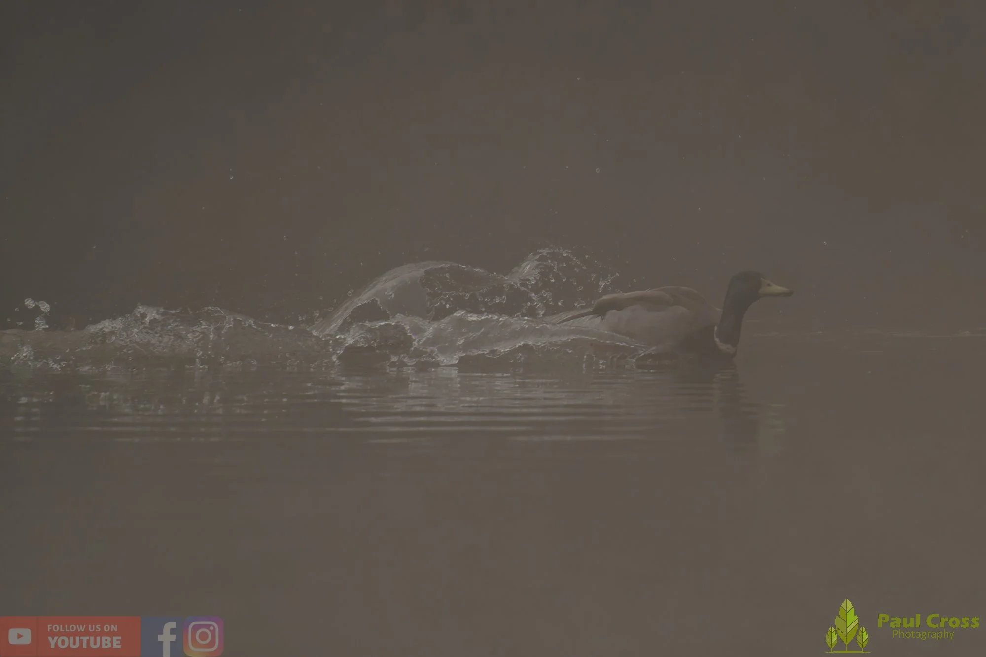Mallard Duck-01255.jpg