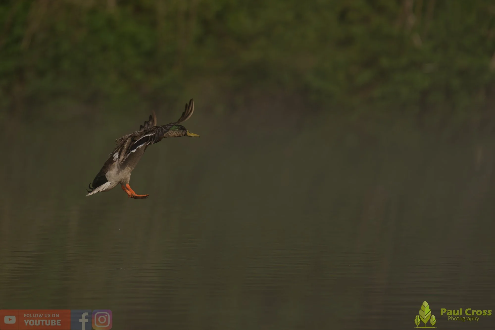 Mallard Duck-01256.jpg