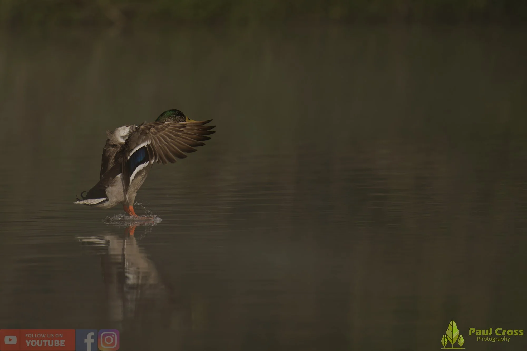 Mallard Duck-01257.jpg