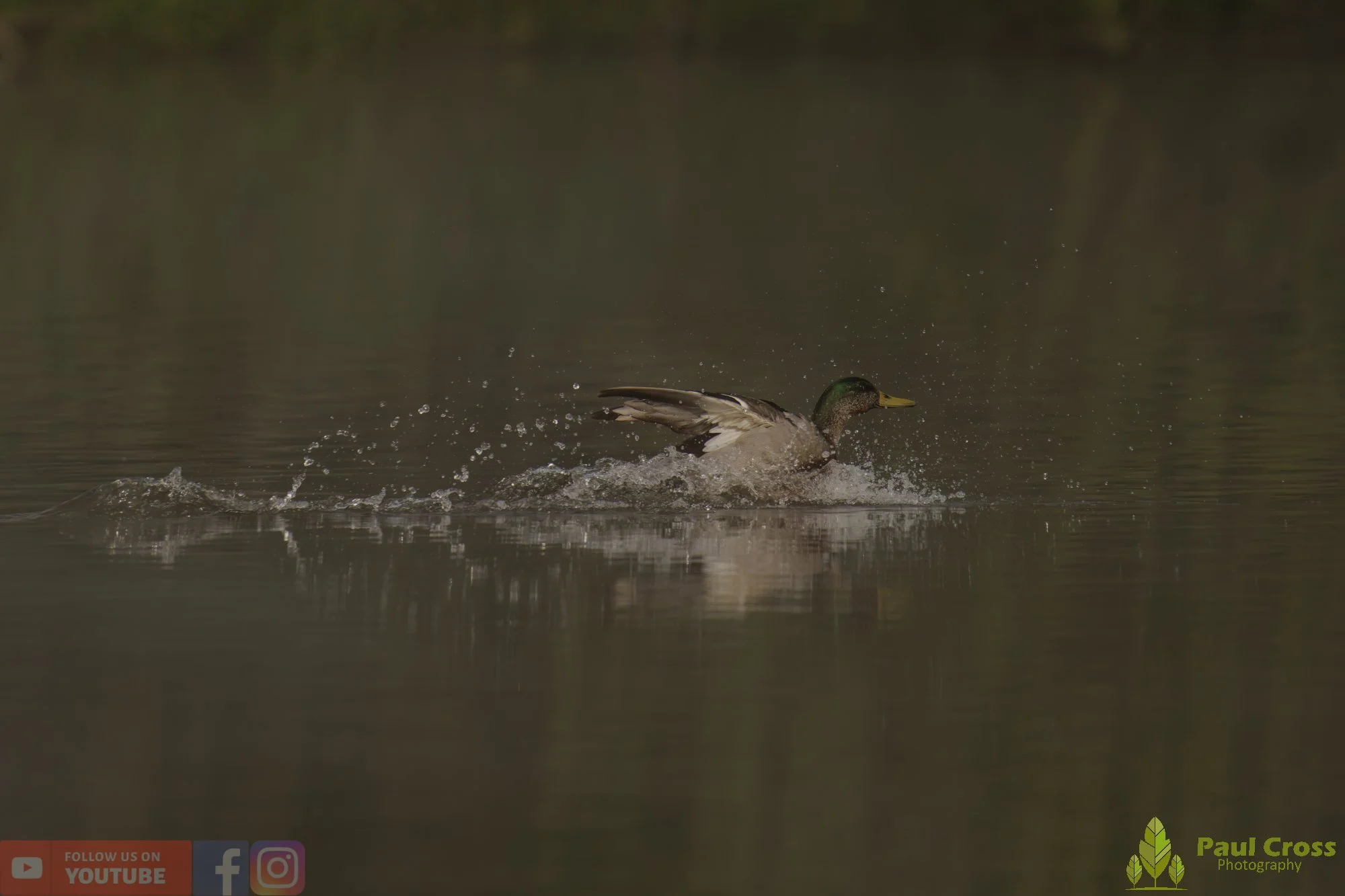 Mallard Duck-01258.jpg