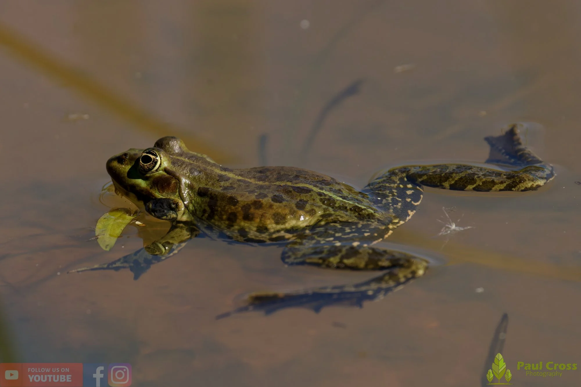 Marsh Frog-00081.jpg