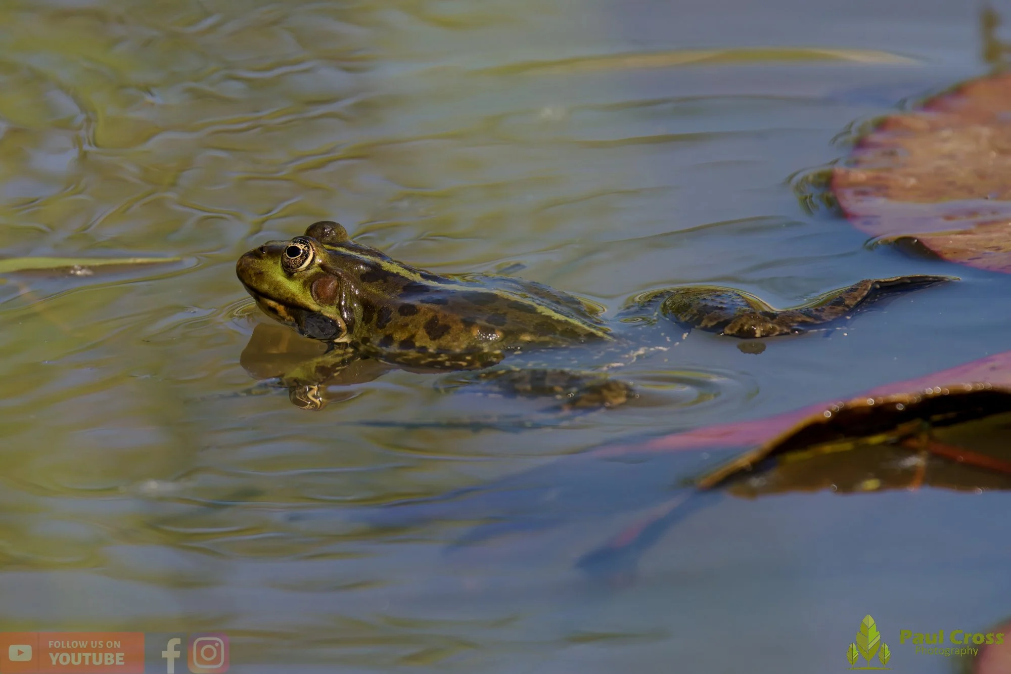 Marsh Frog-00082.jpg