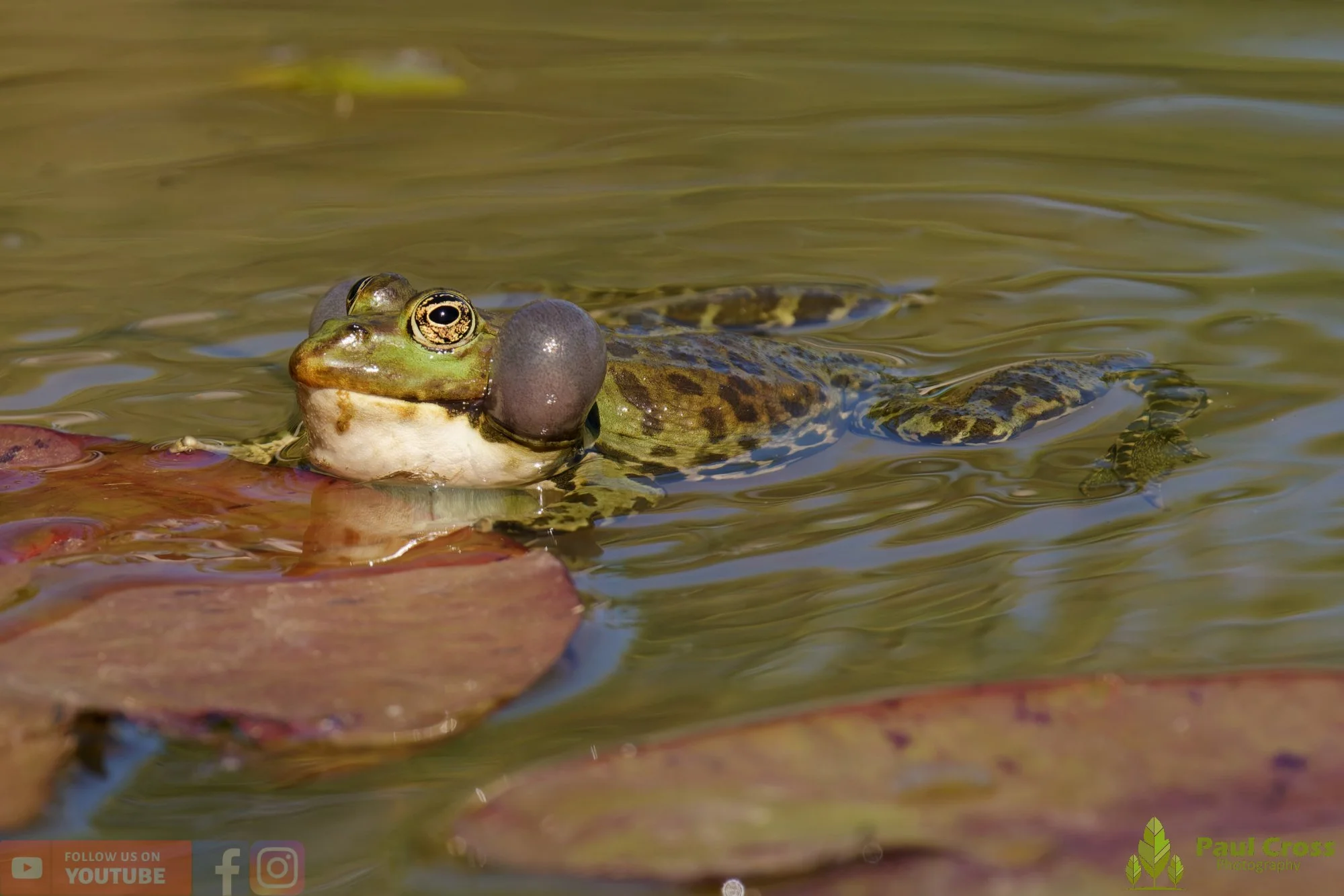 Marsh Frog-00083.jpg