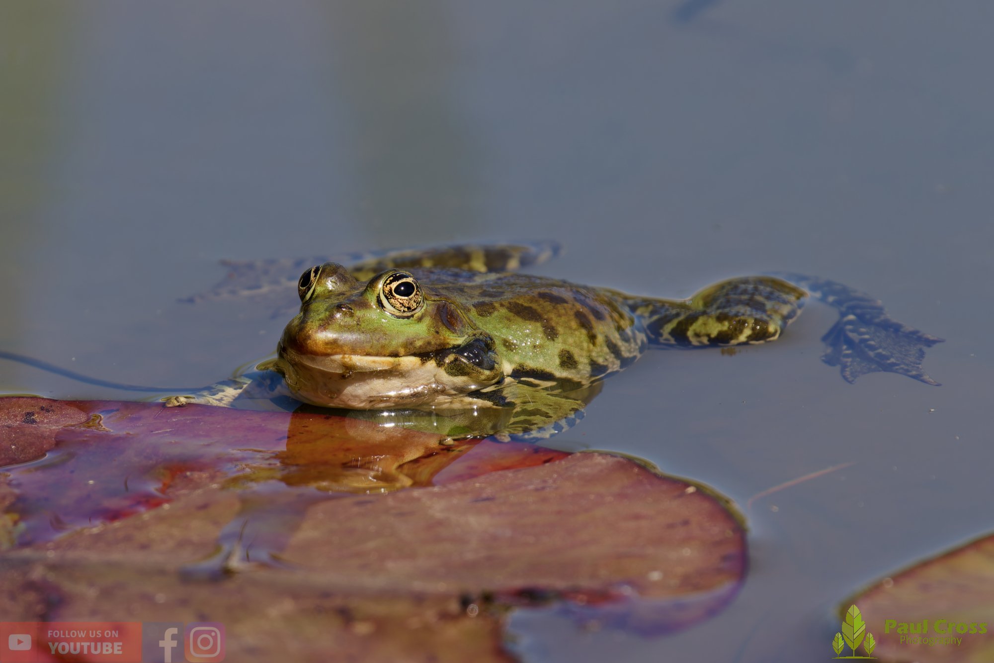 Marsh Frog-00084.jpg