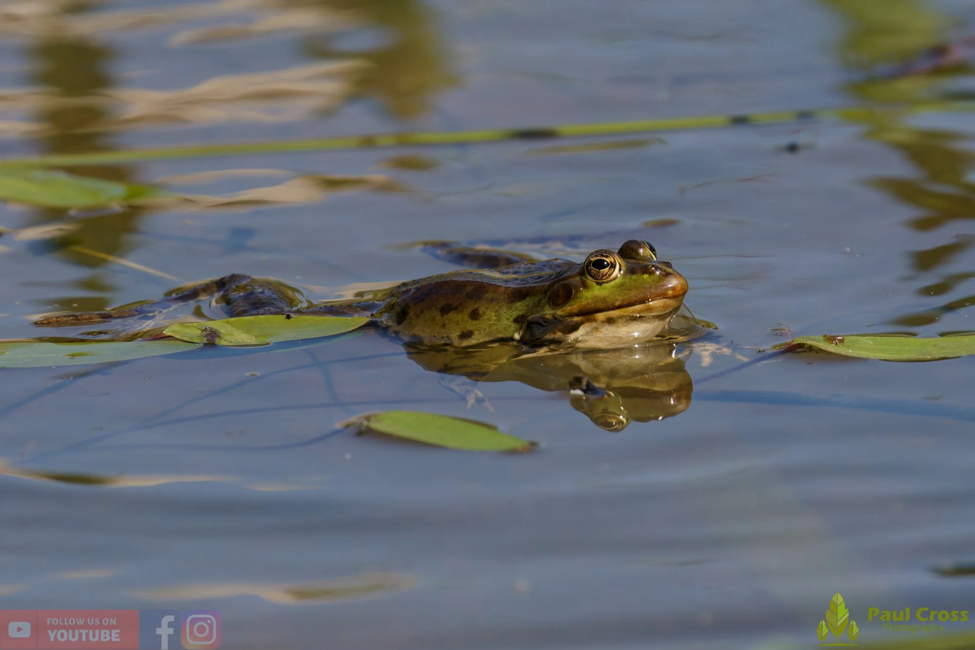 Marsh Frog-00085.jpg