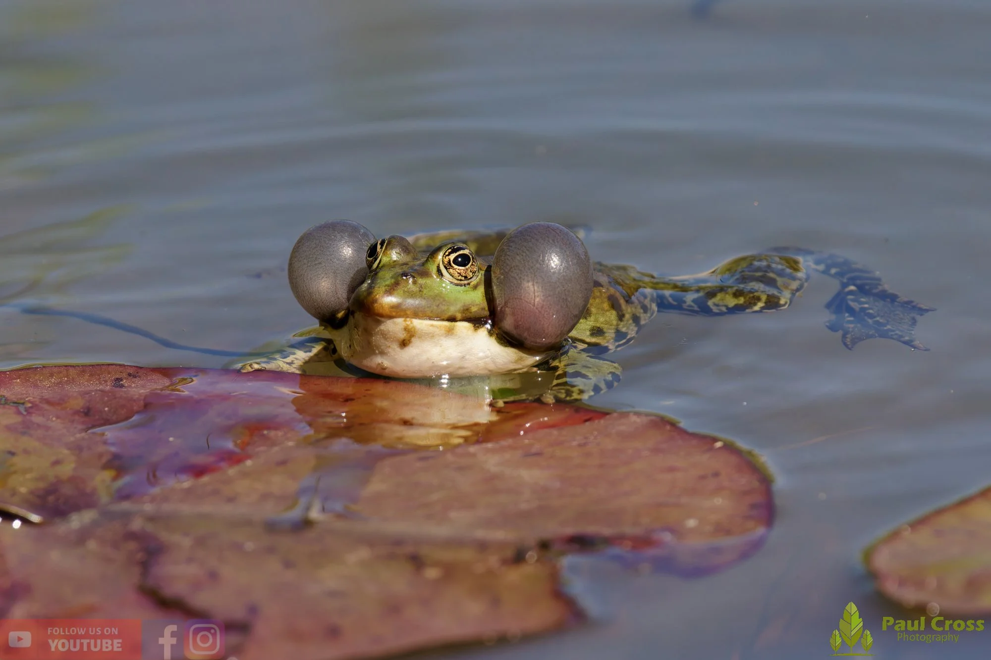 Marsh Frog-00086.jpg