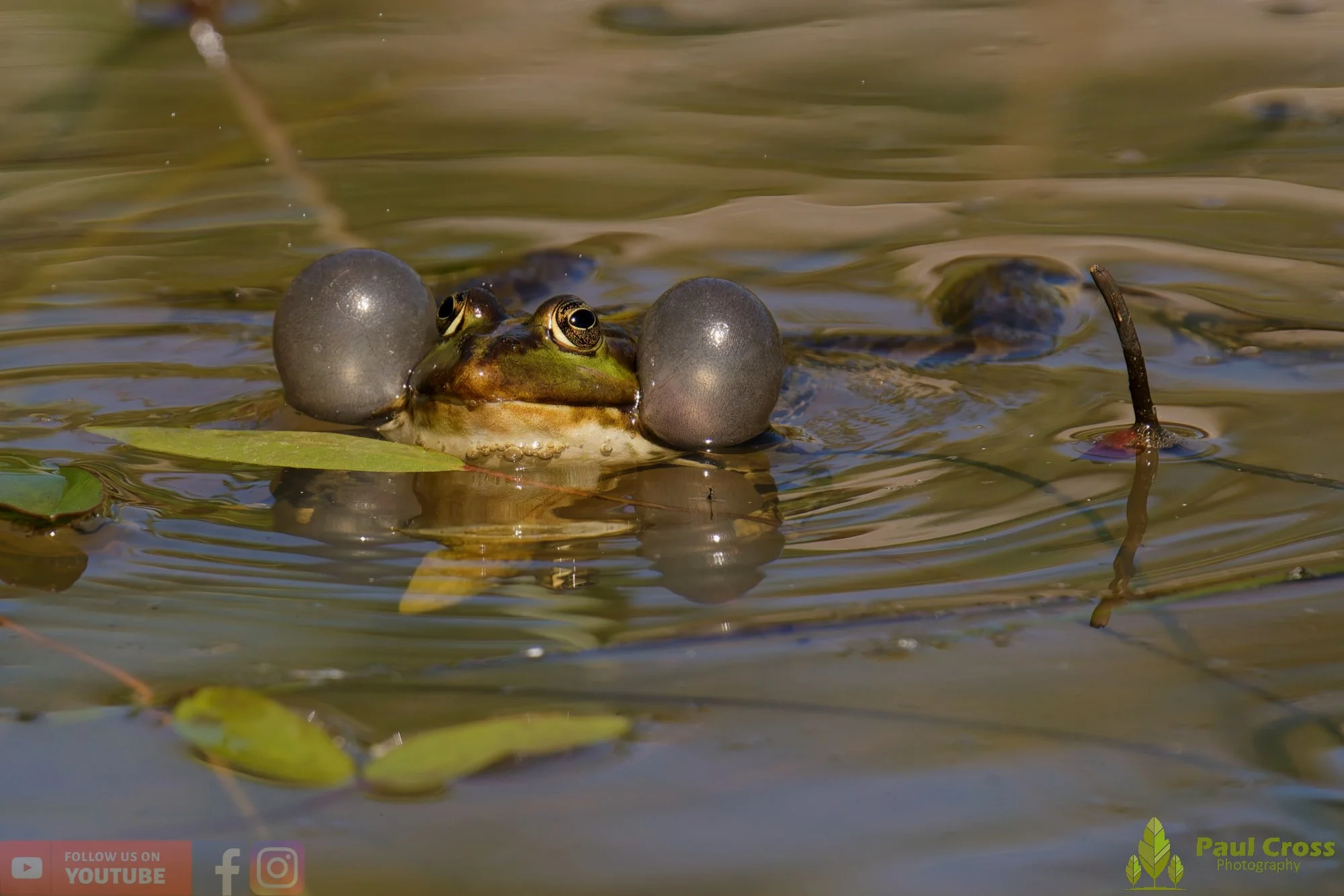 Marsh Frog-00087.jpg