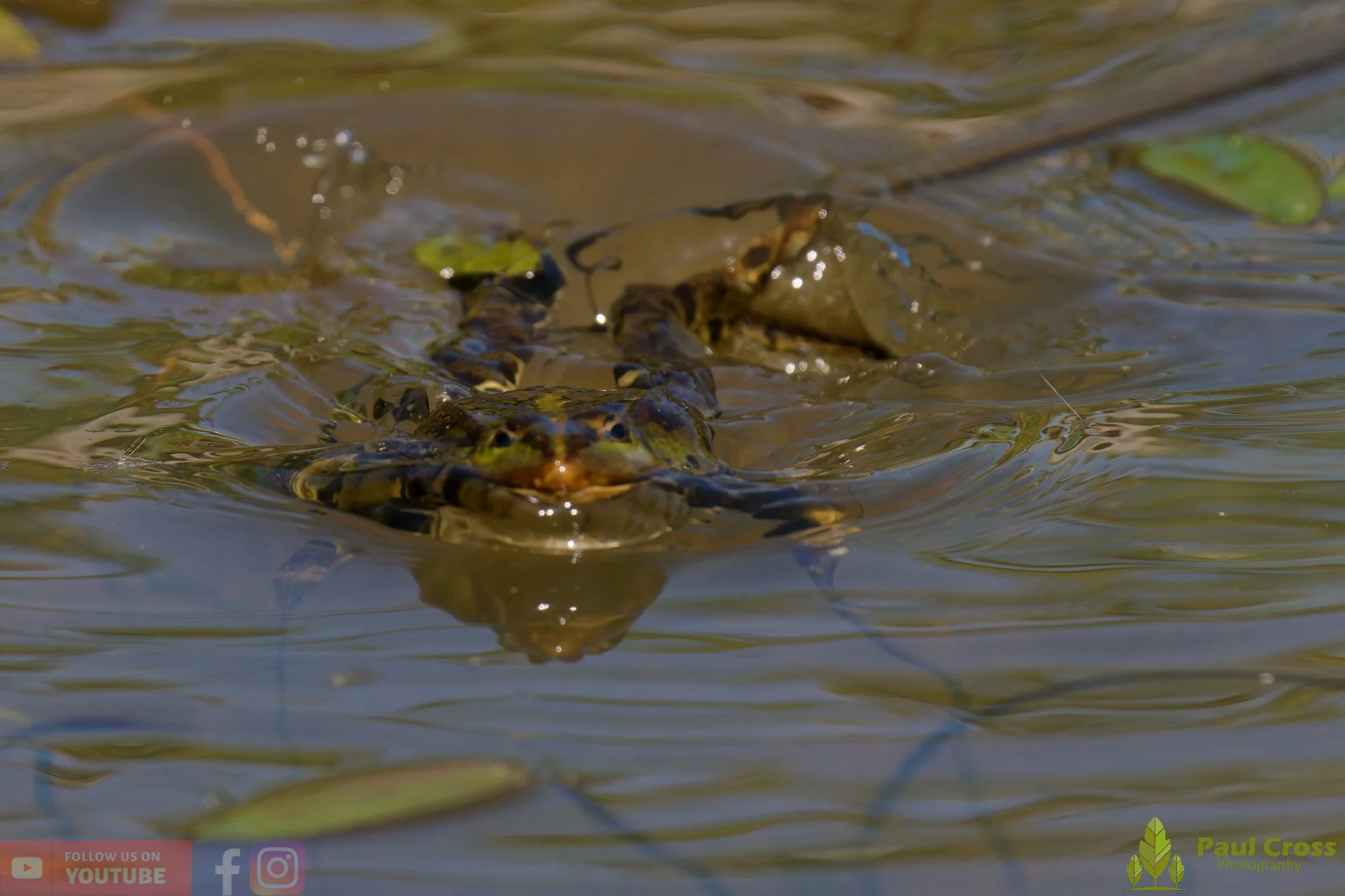 Marsh Frog-00088.jpg