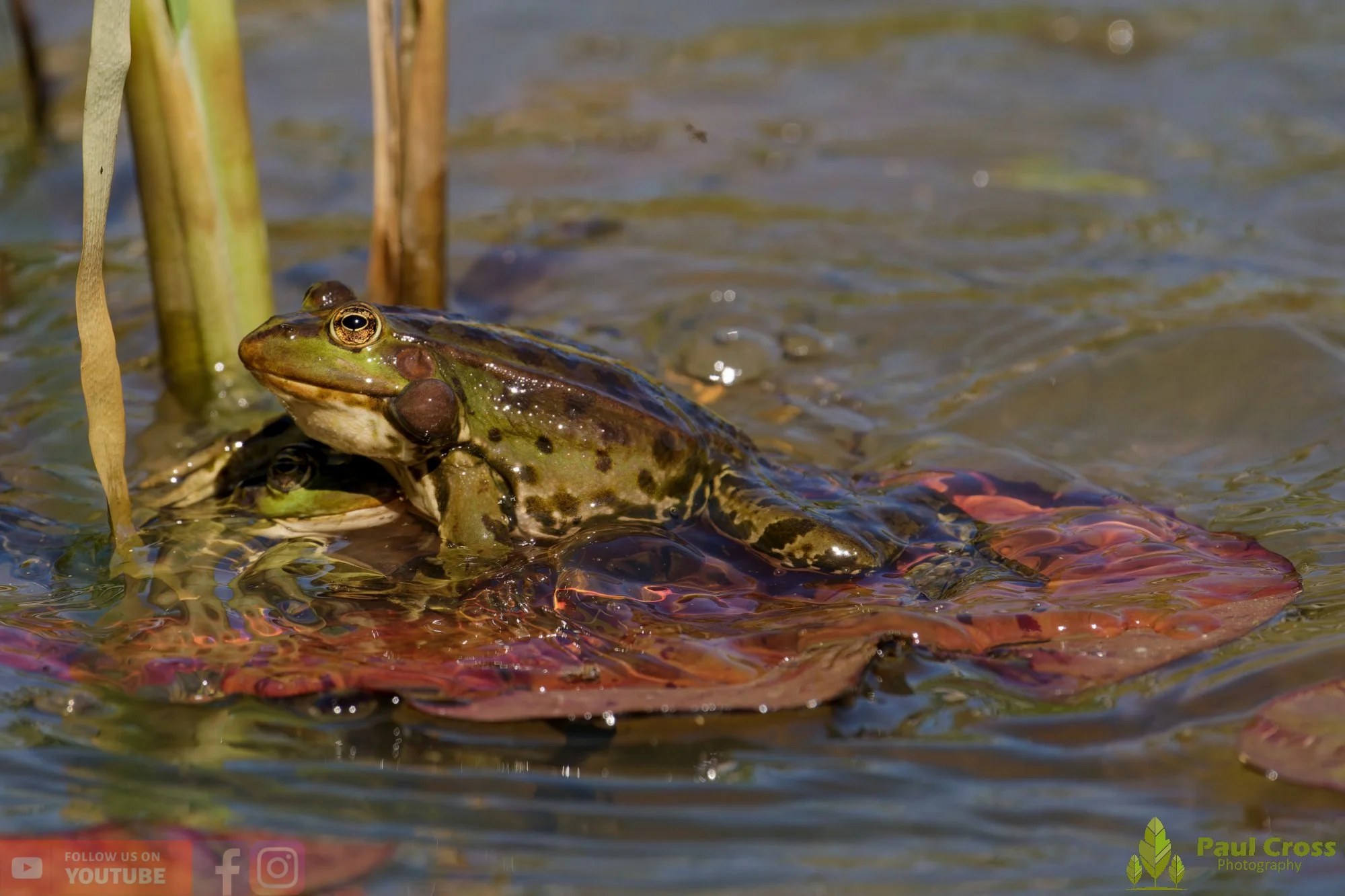 Marsh Frog-00089.jpg