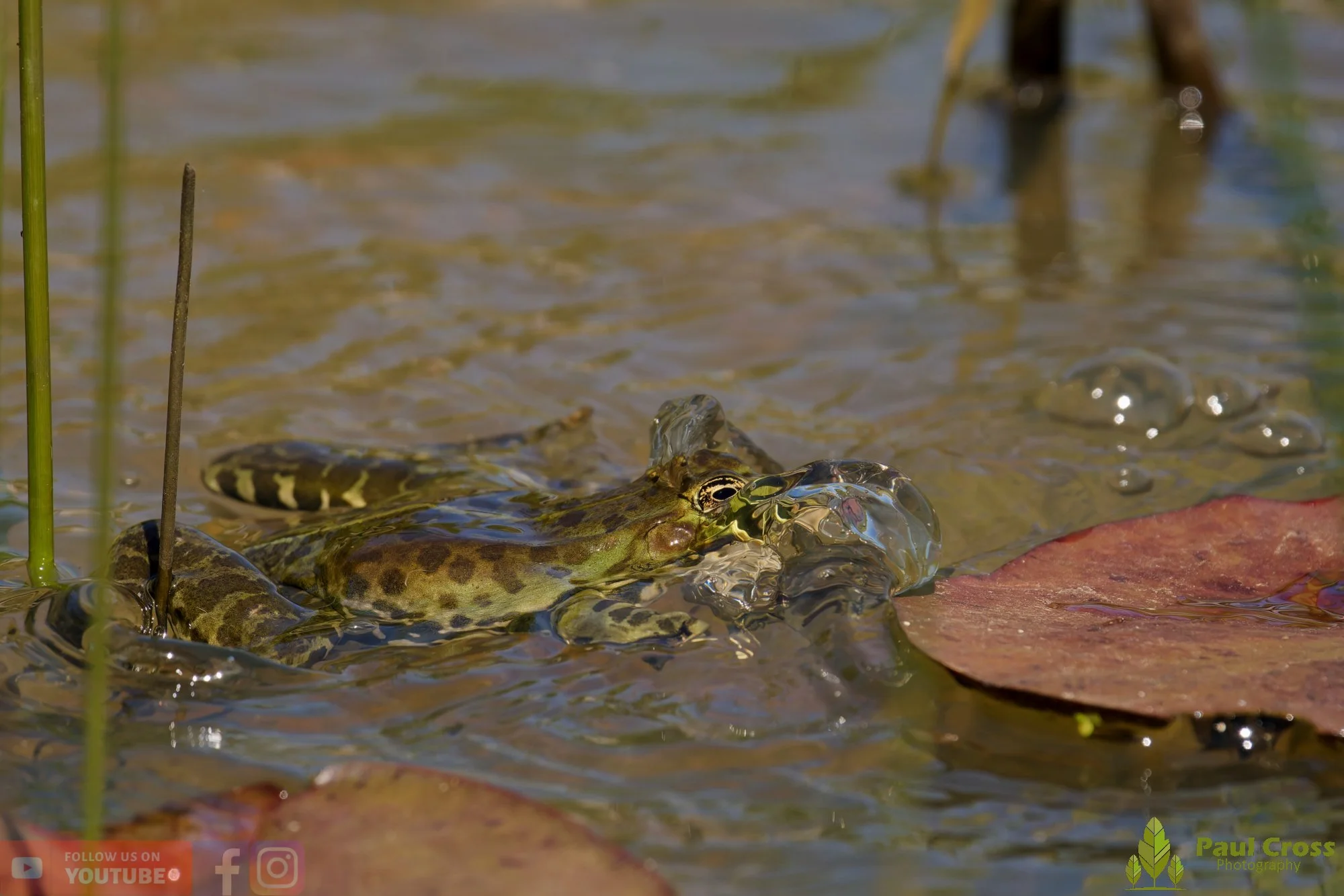 Marsh Frog-00090.jpg