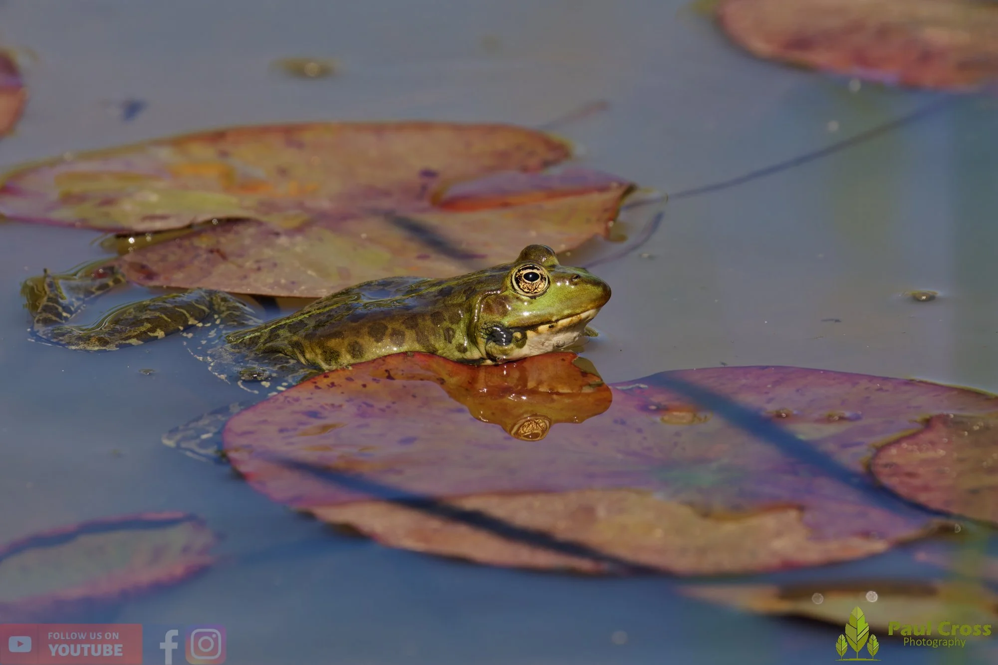 Marsh Frog-00091.jpg