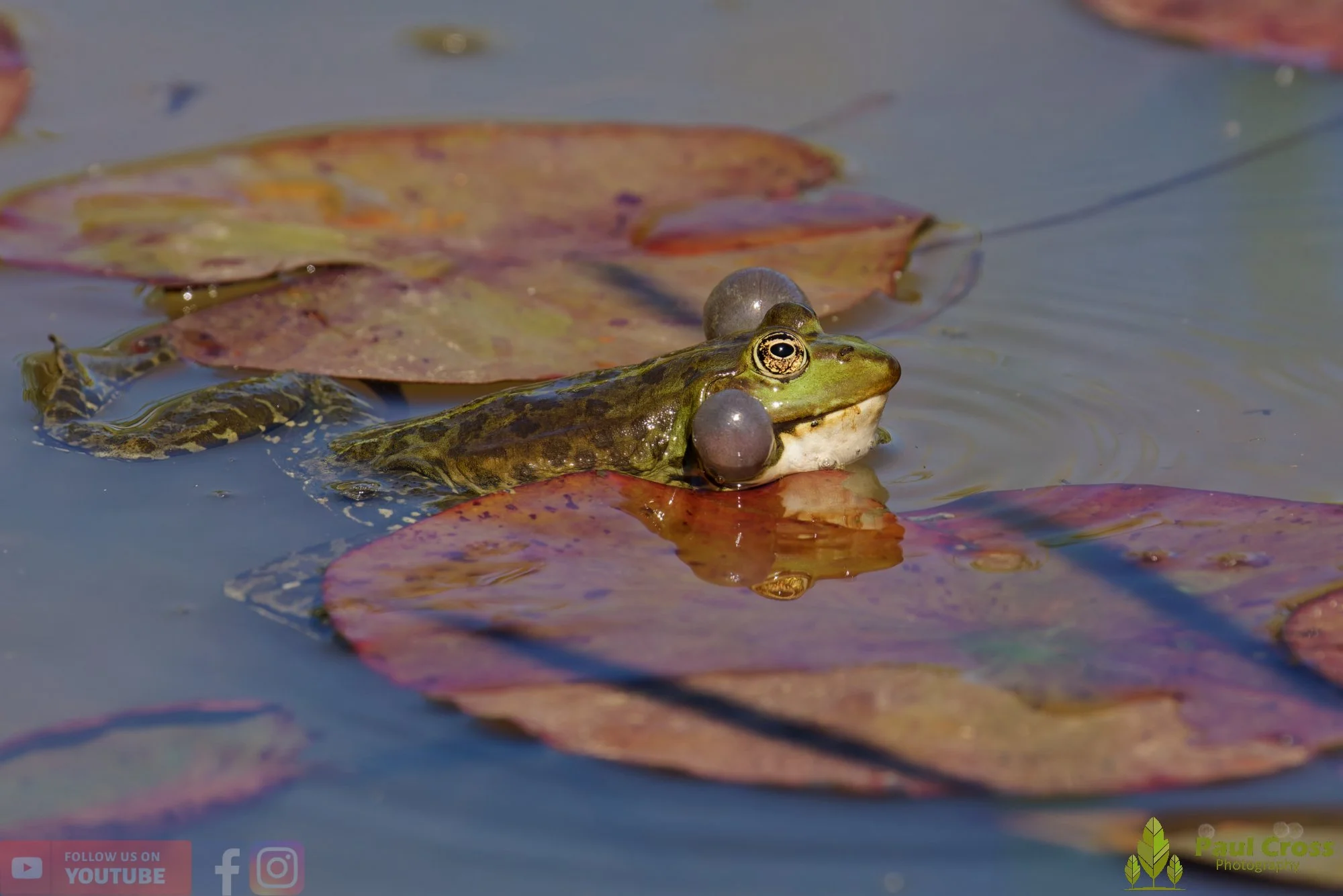 Marsh Frog-00092.jpg