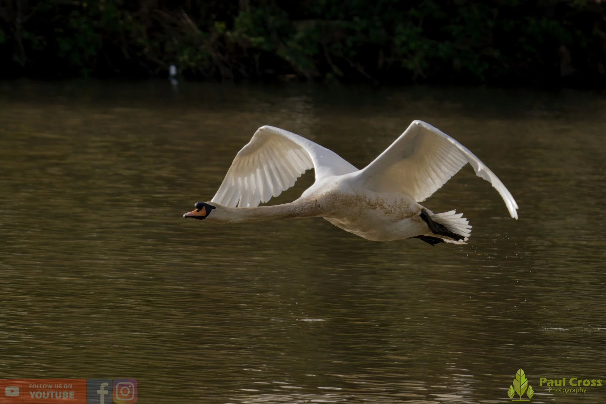 Mute Swan-00285.jpg