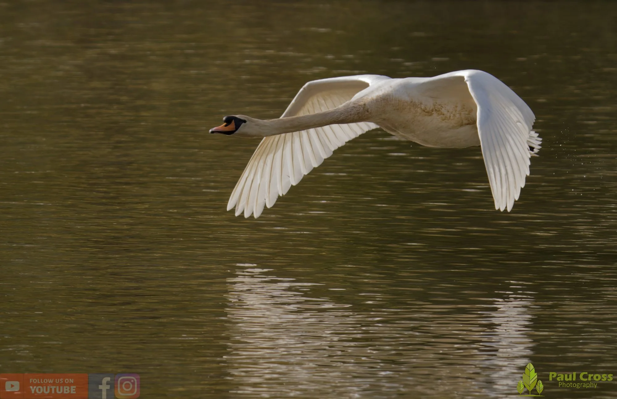 Mute Swan-00286.jpg
