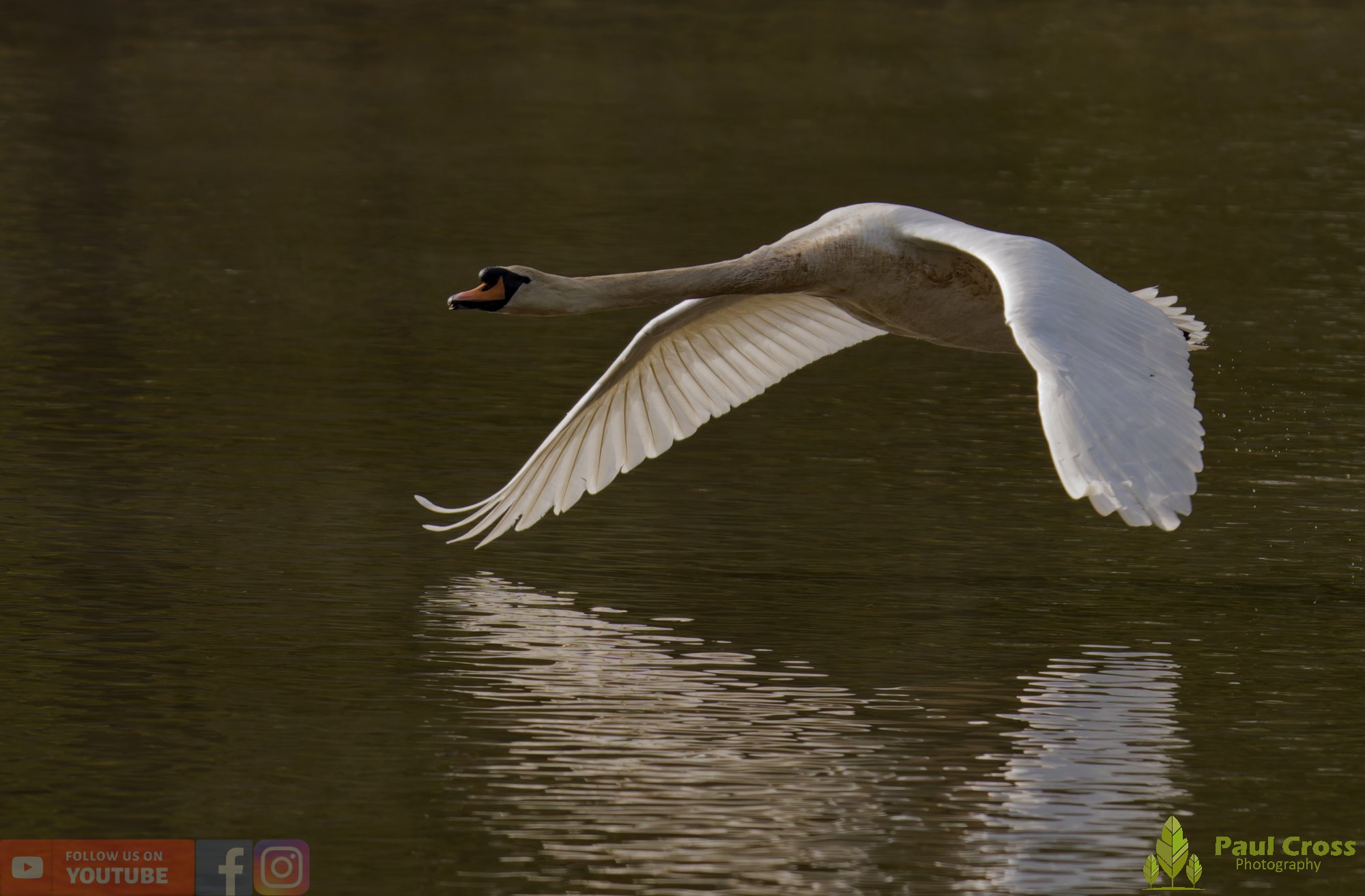Mute Swan-00287.jpg