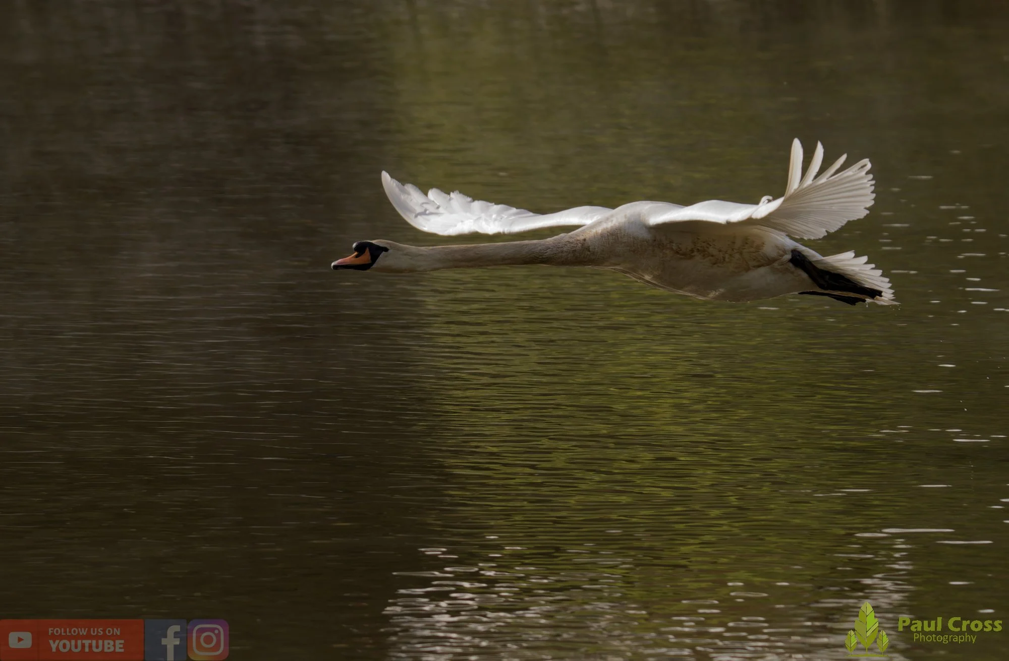 Mute Swan-00288.jpg
