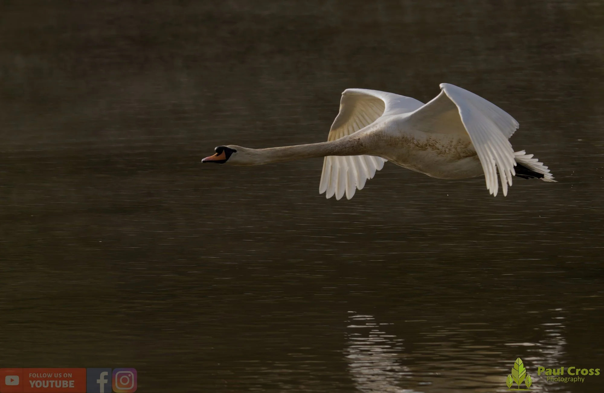 Mute Swan-00289.jpg