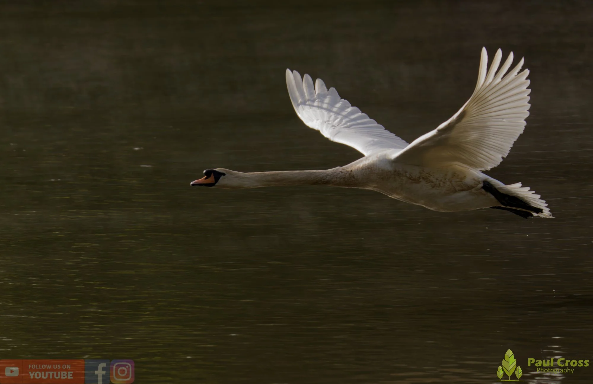 Mute Swan-00290.jpg