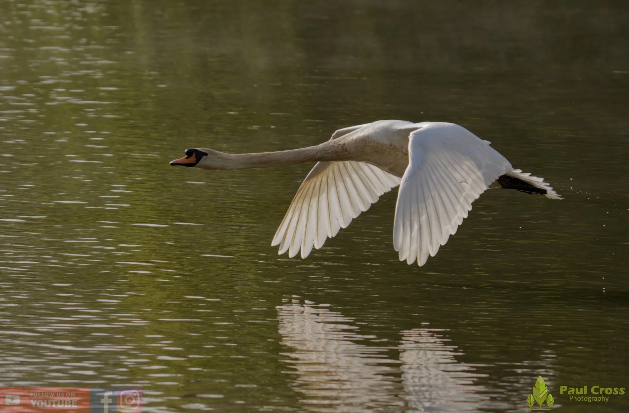 Mute Swan-00291.jpg
