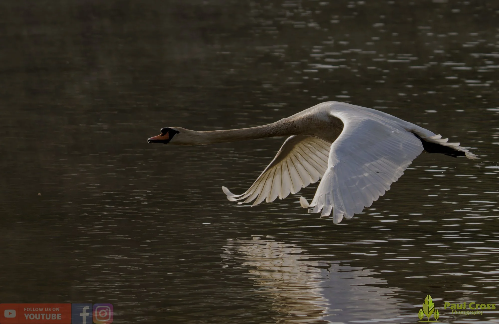 Mute Swan-00292.jpg