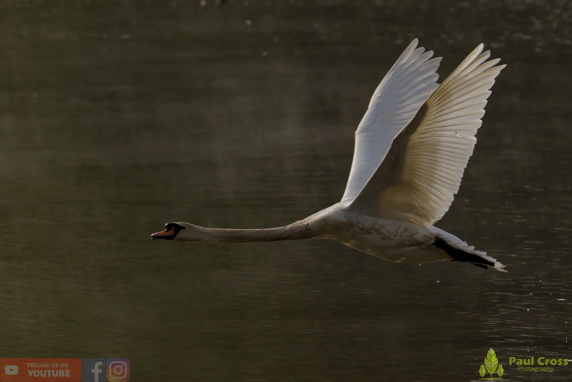 Mute Swan-00293.jpg