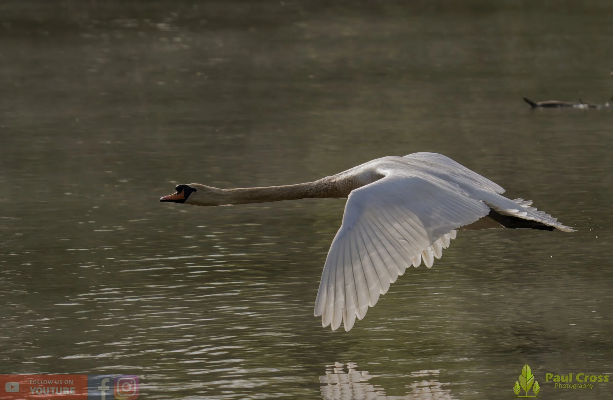 Mute Swan-00294.jpg