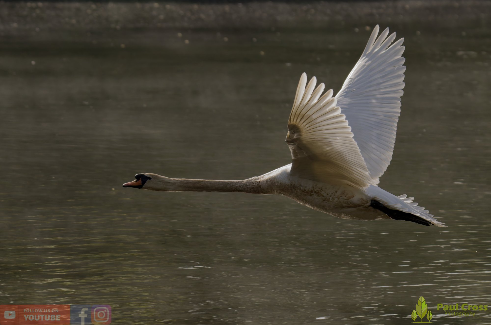 Mute Swan-00295.jpg